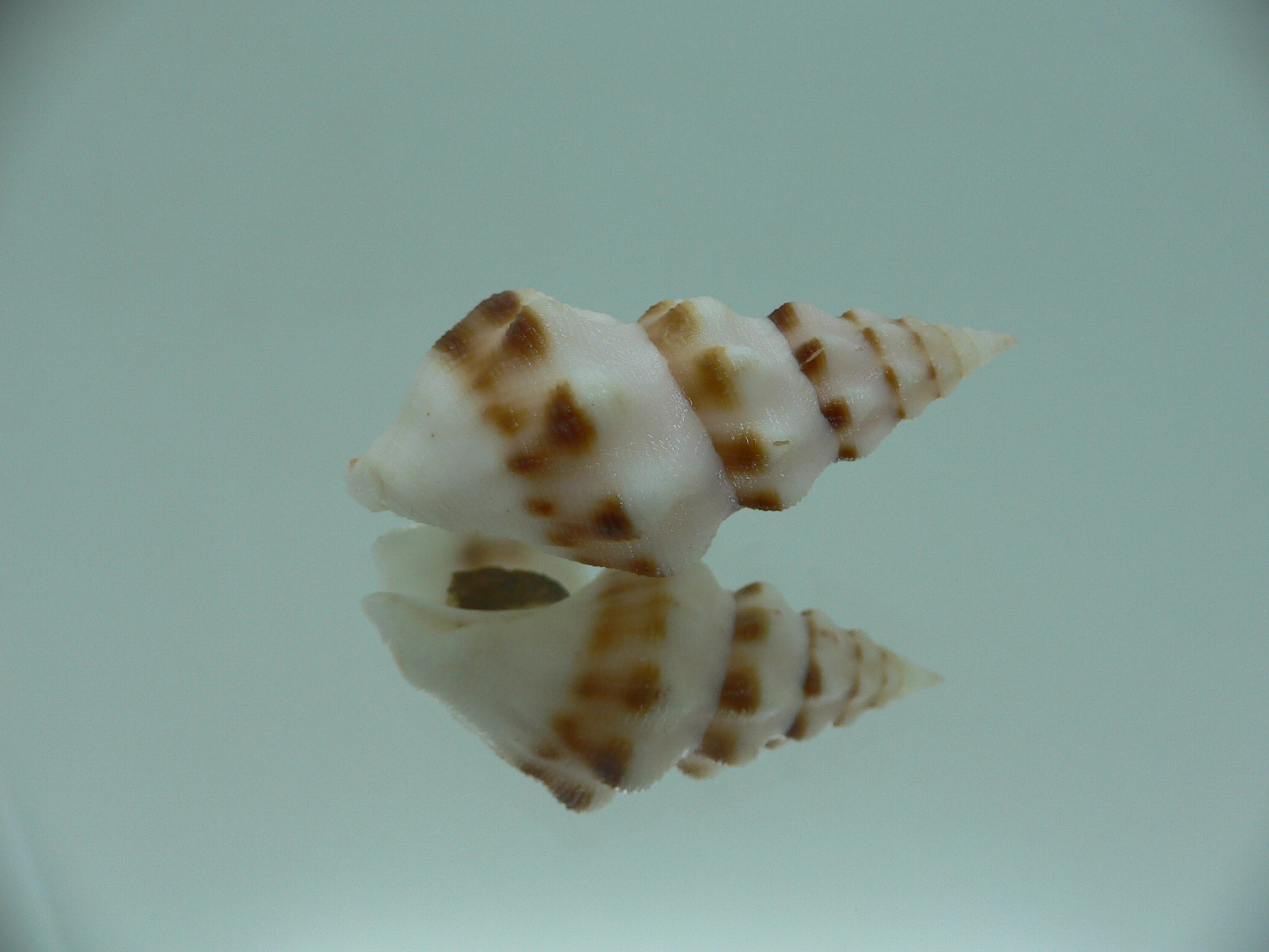 Neodrillia enna RARE