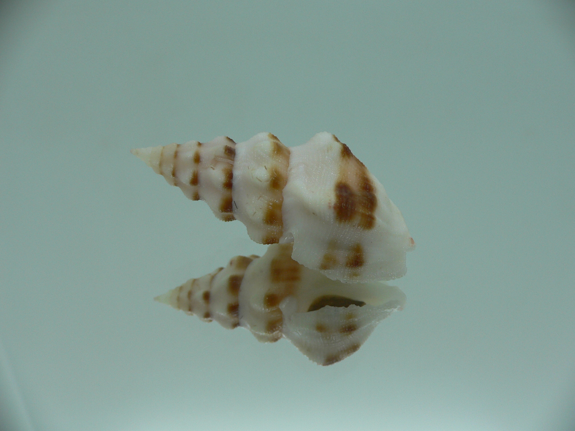 Neodrillia enna RARE