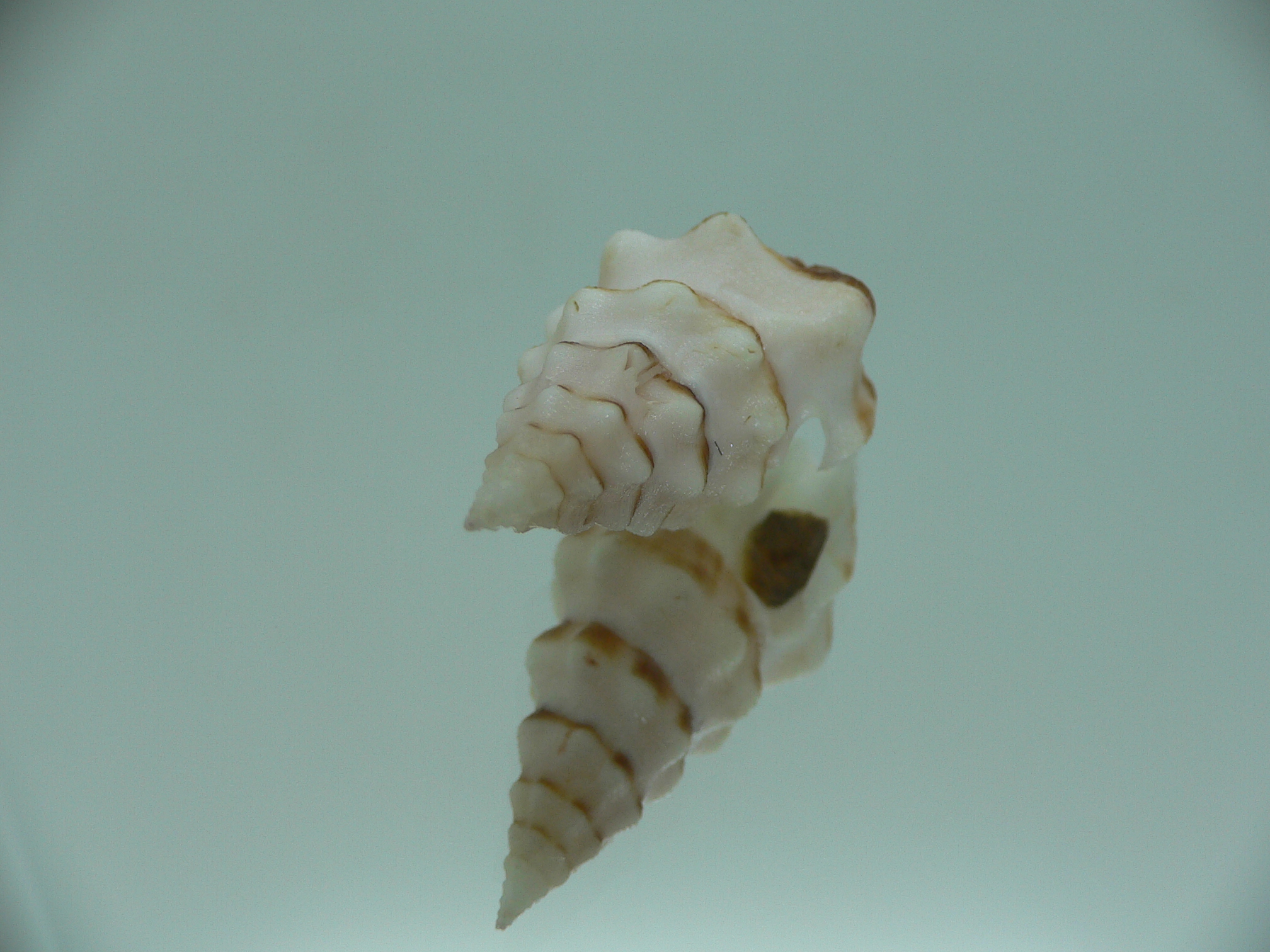Neodrillia enna RARE