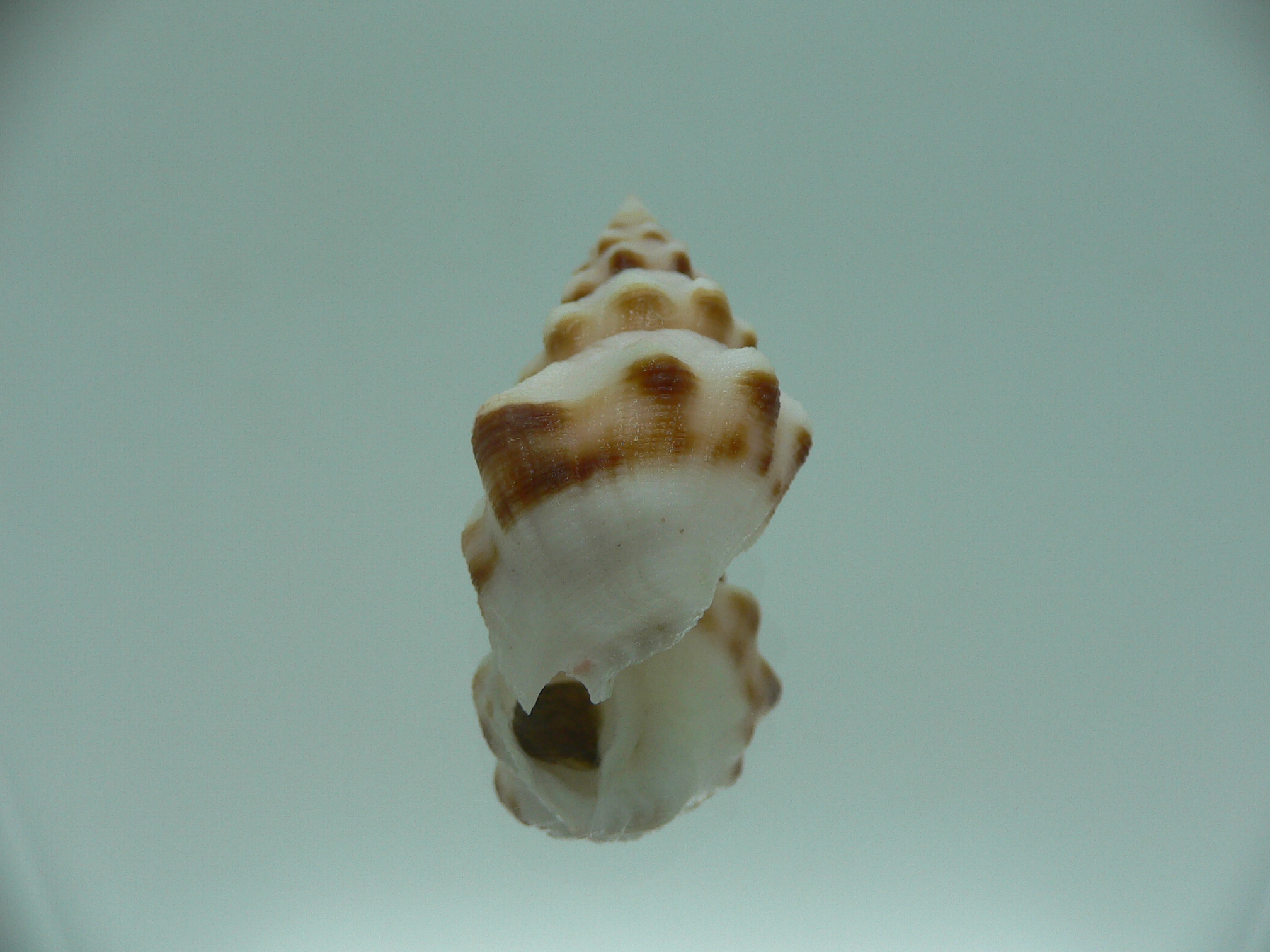 Neodrillia enna RARE