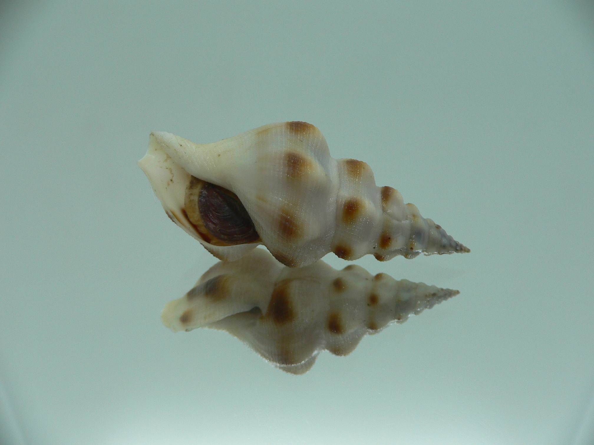 Neodrillia enna RARE