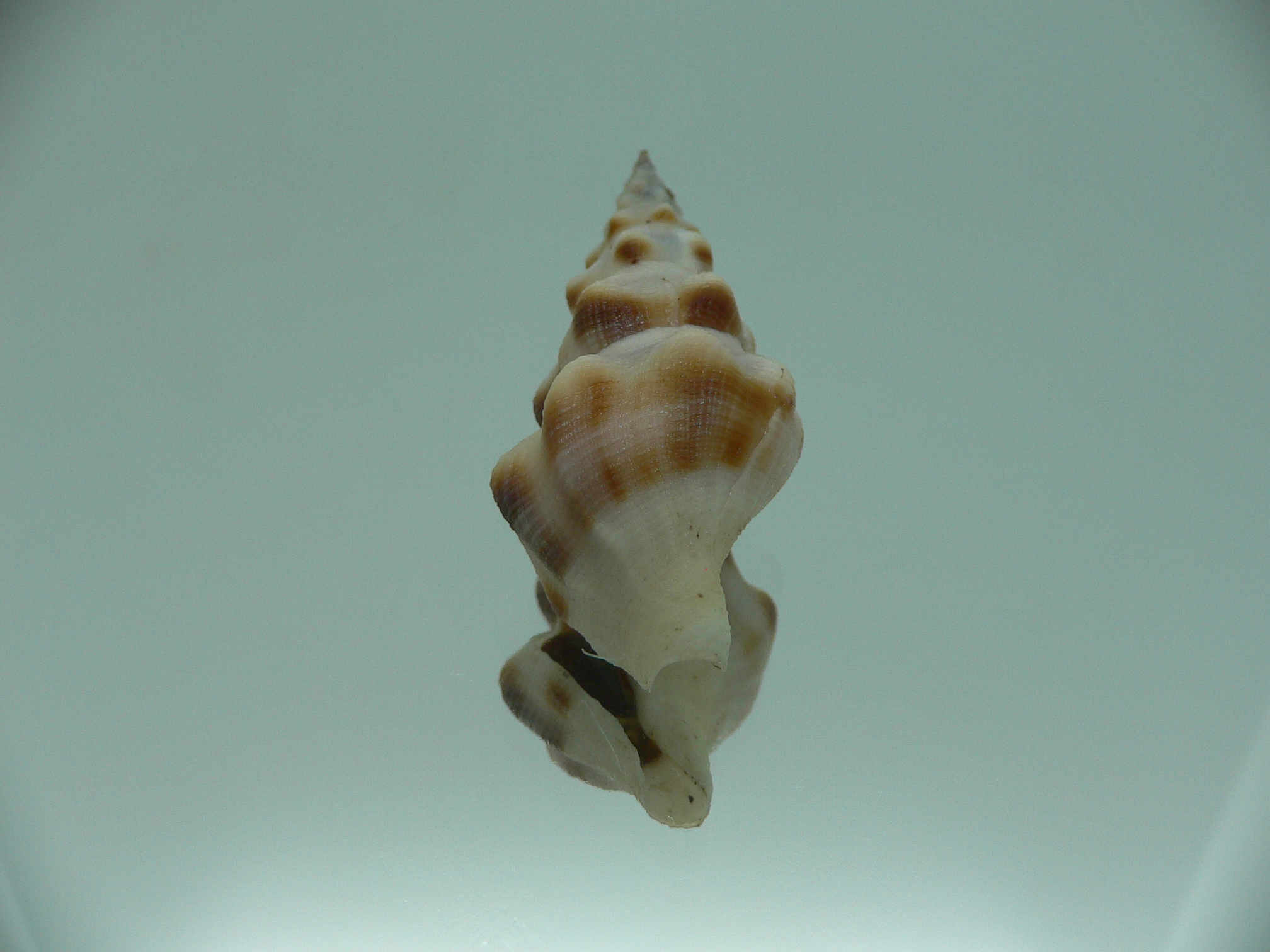 Neodrillia enna RARE