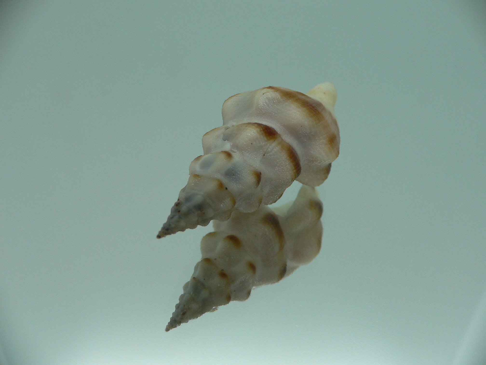 Neodrillia enna RARE