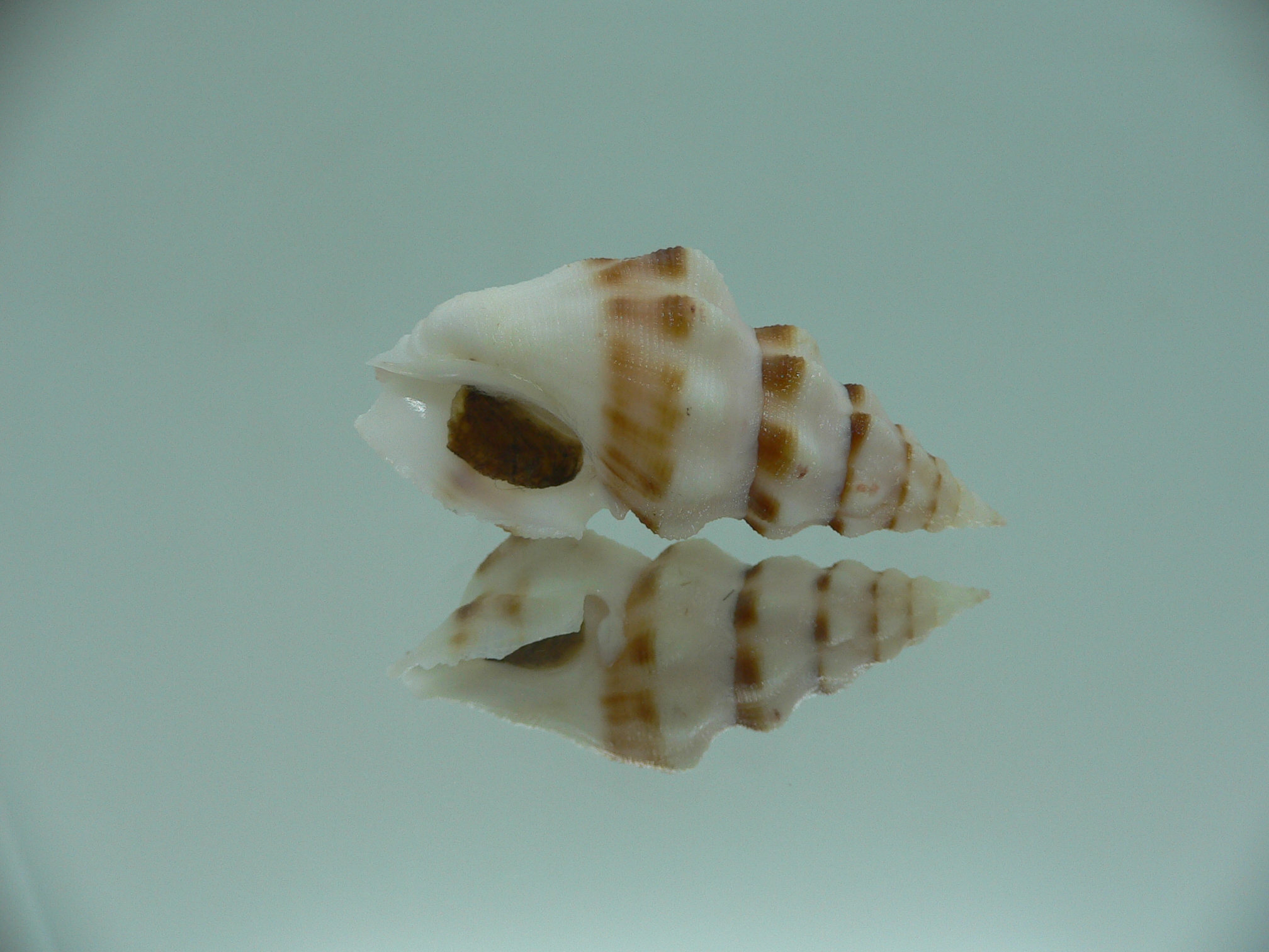 Neodrillia enna RARE