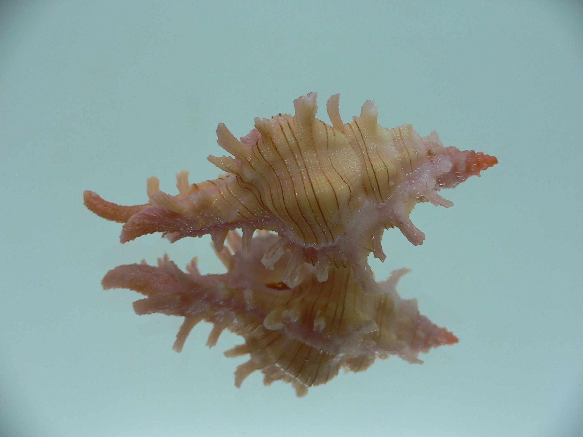 Chicoreus aculeatus COLOR