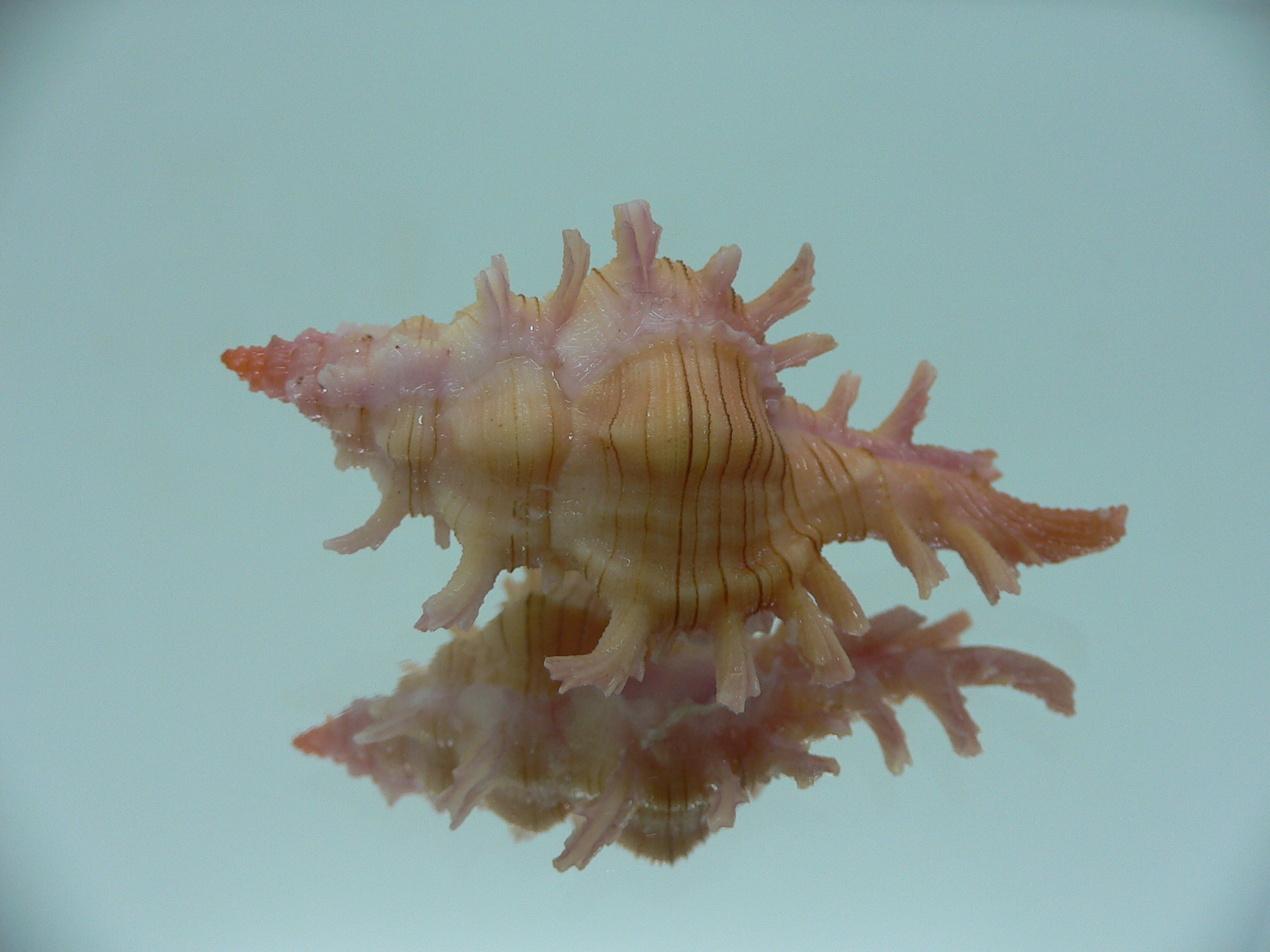 Chicoreus aculeatus COLOR