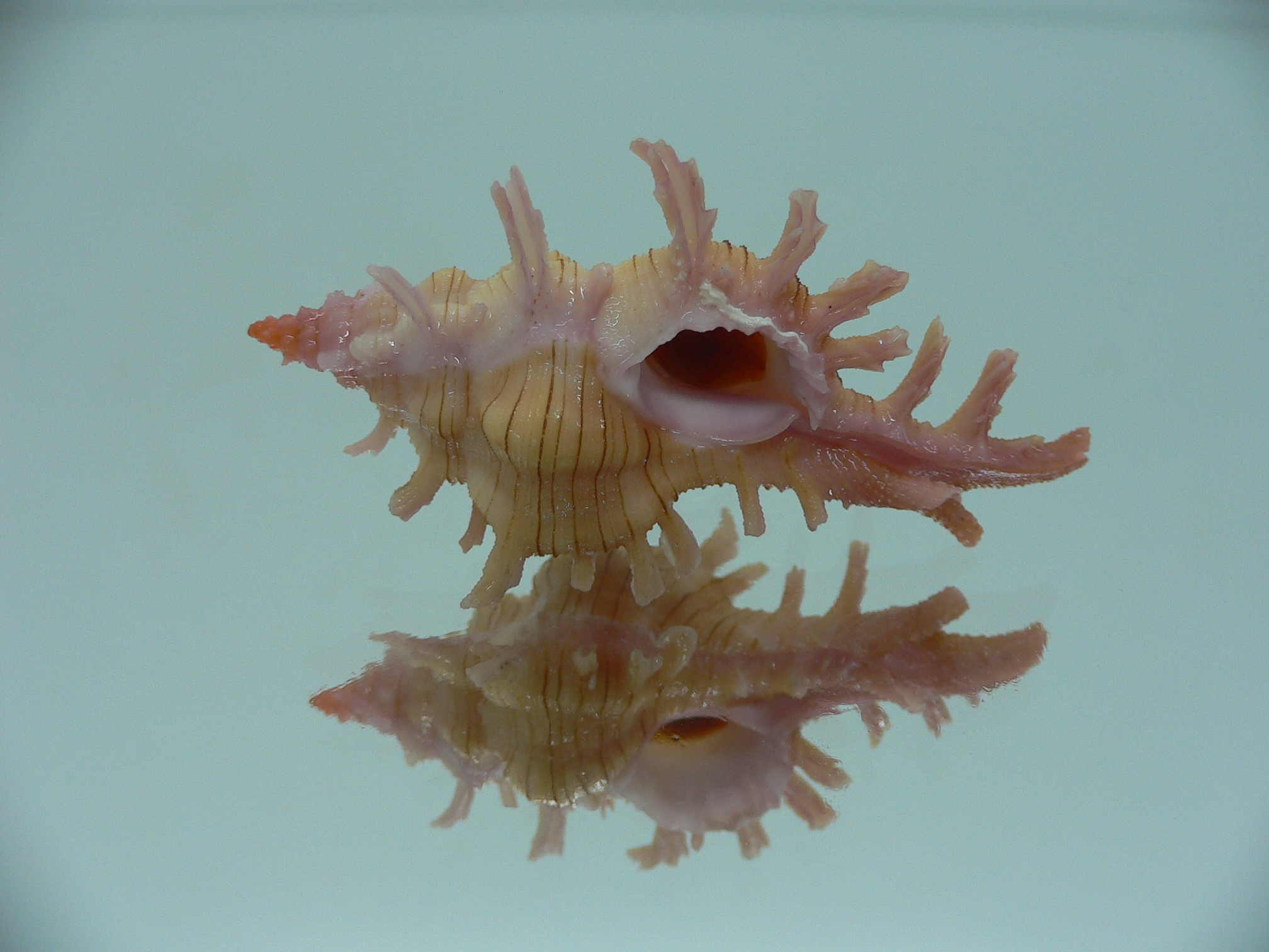 Chicoreus aculeatus COLOR