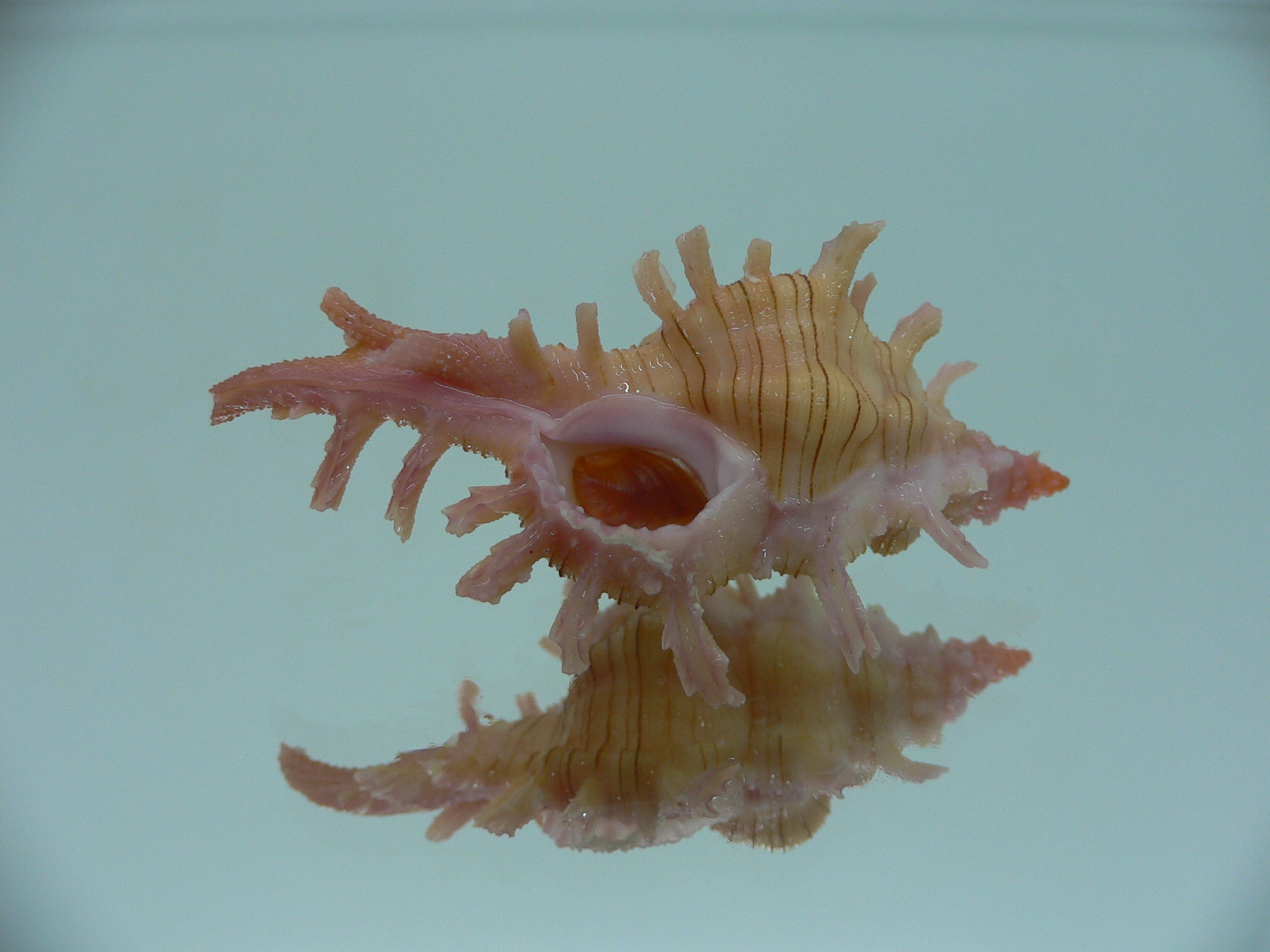 Chicoreus aculeatus COLOR