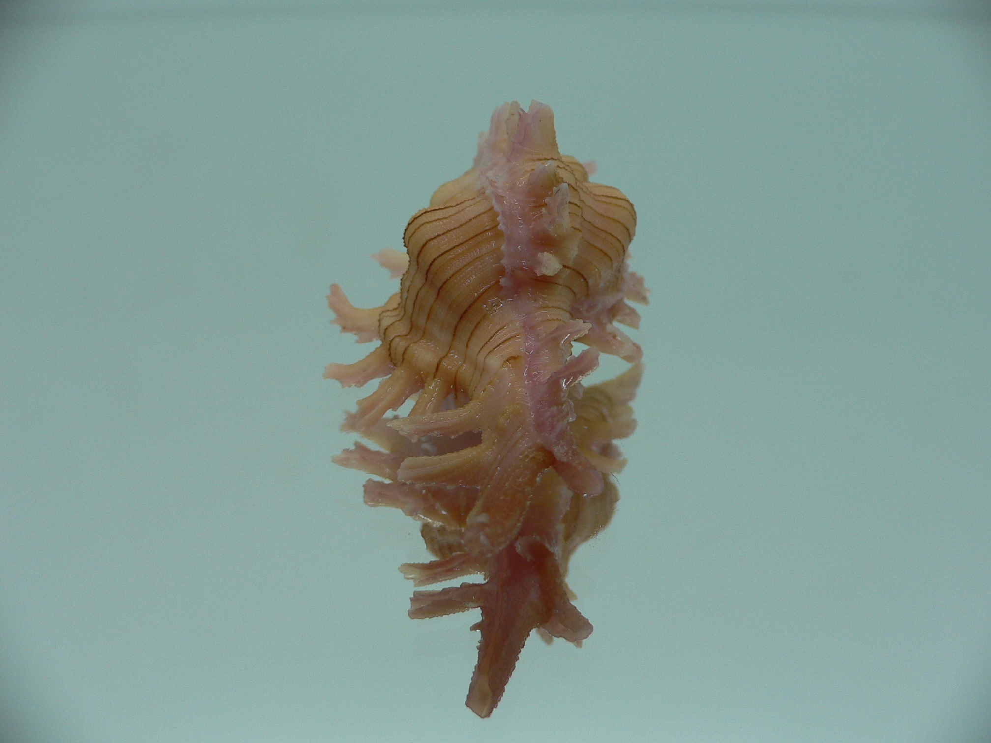 Chicoreus aculeatus COLOR