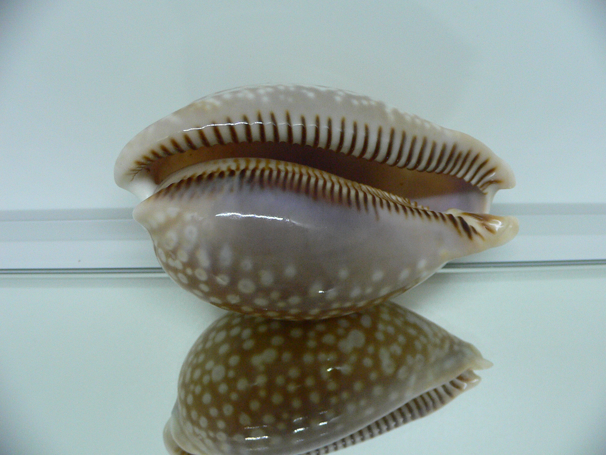 Cypraea cervus lindseyi IDEAL