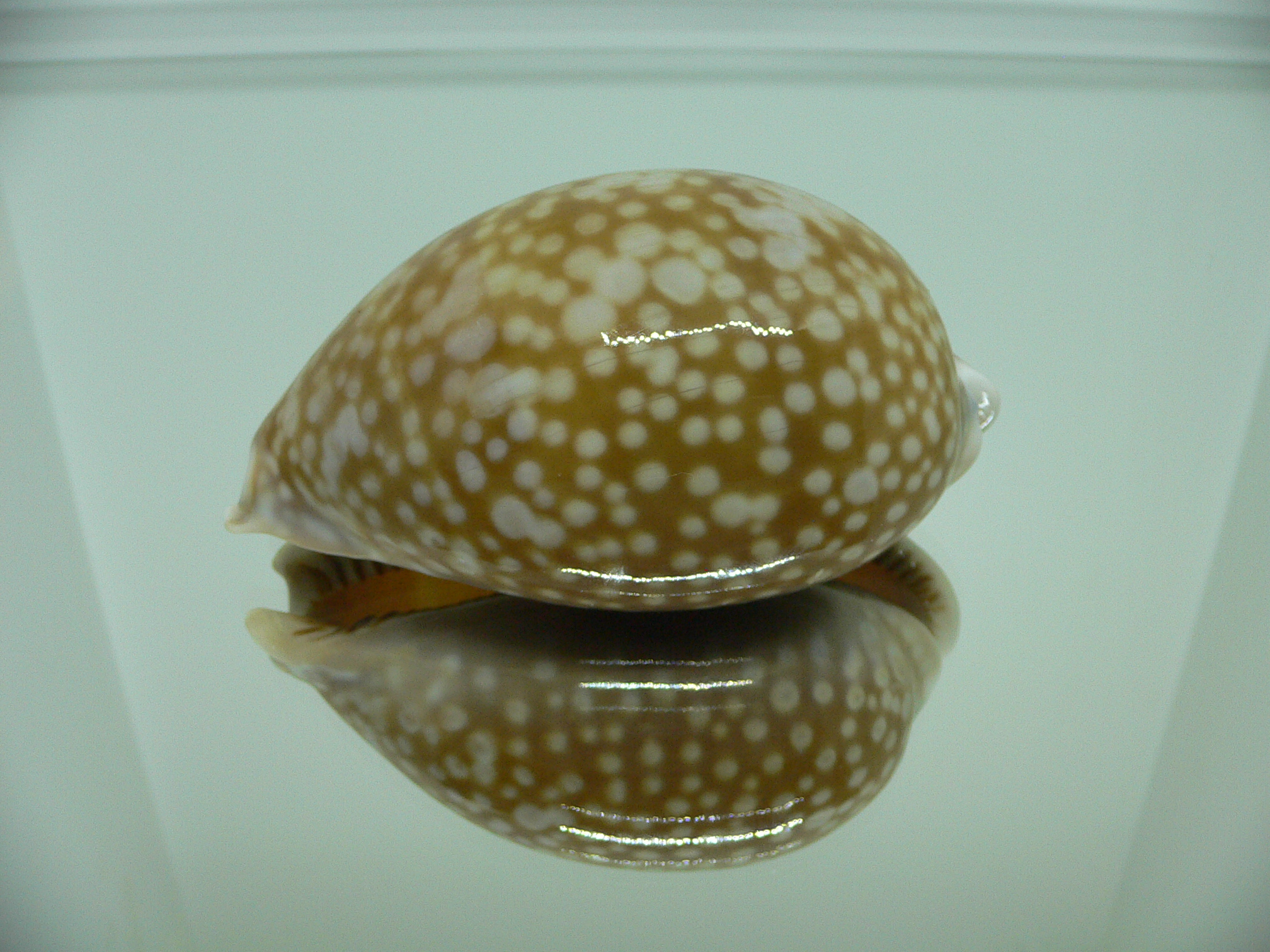 Cypraea cervus lindseyi IDEAL