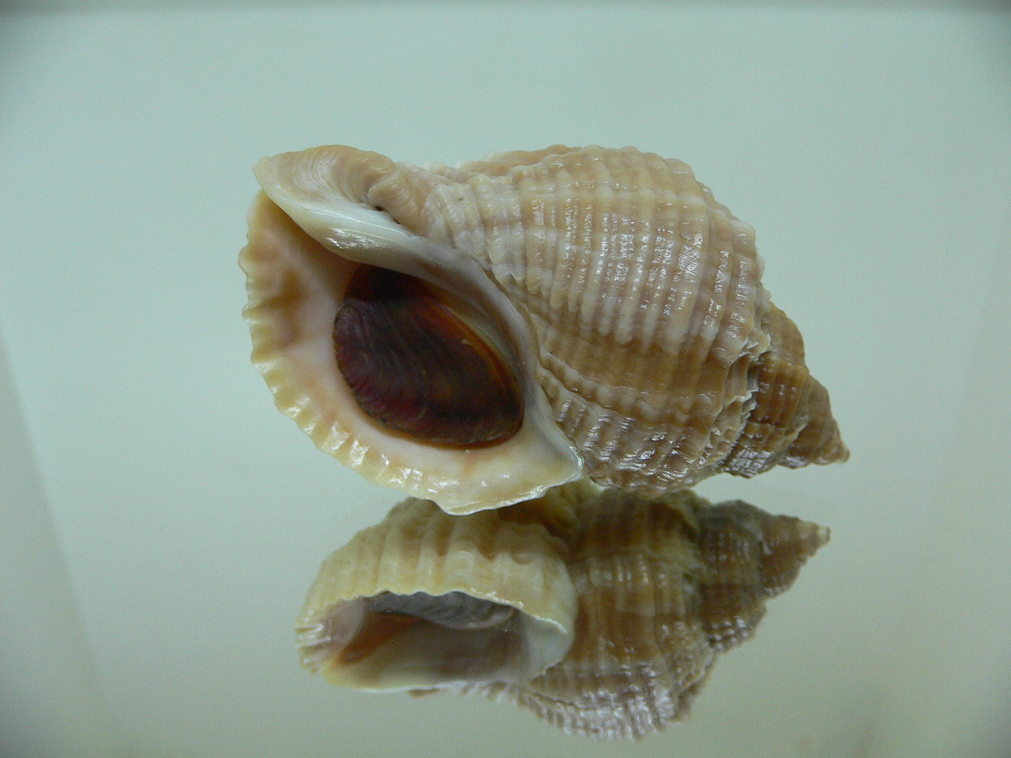 Nucella freycinetii freycinetii TRANCVERSE KEEL