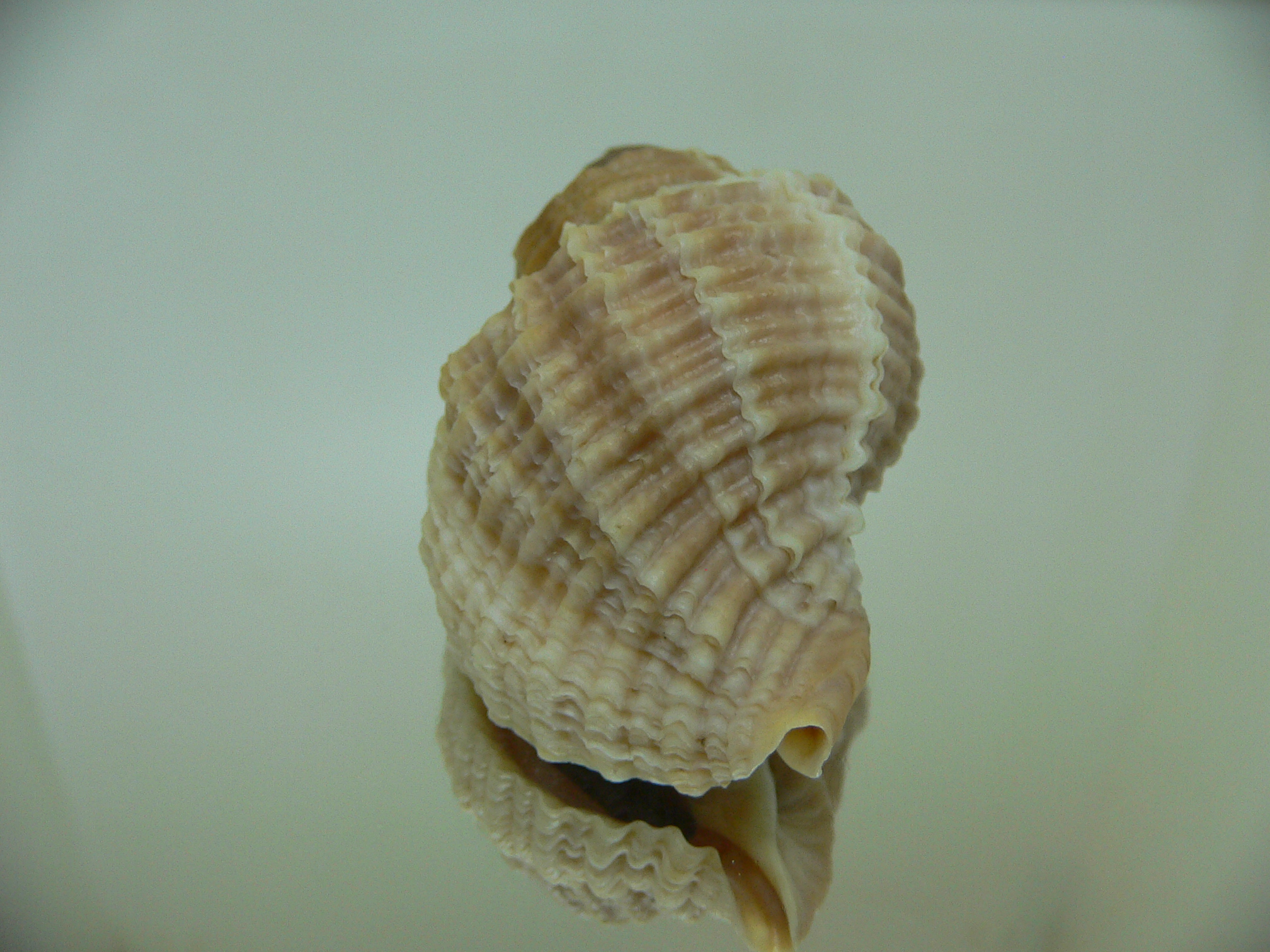 Nucella freycinetii freycinetii TRANCVERSE KEEL