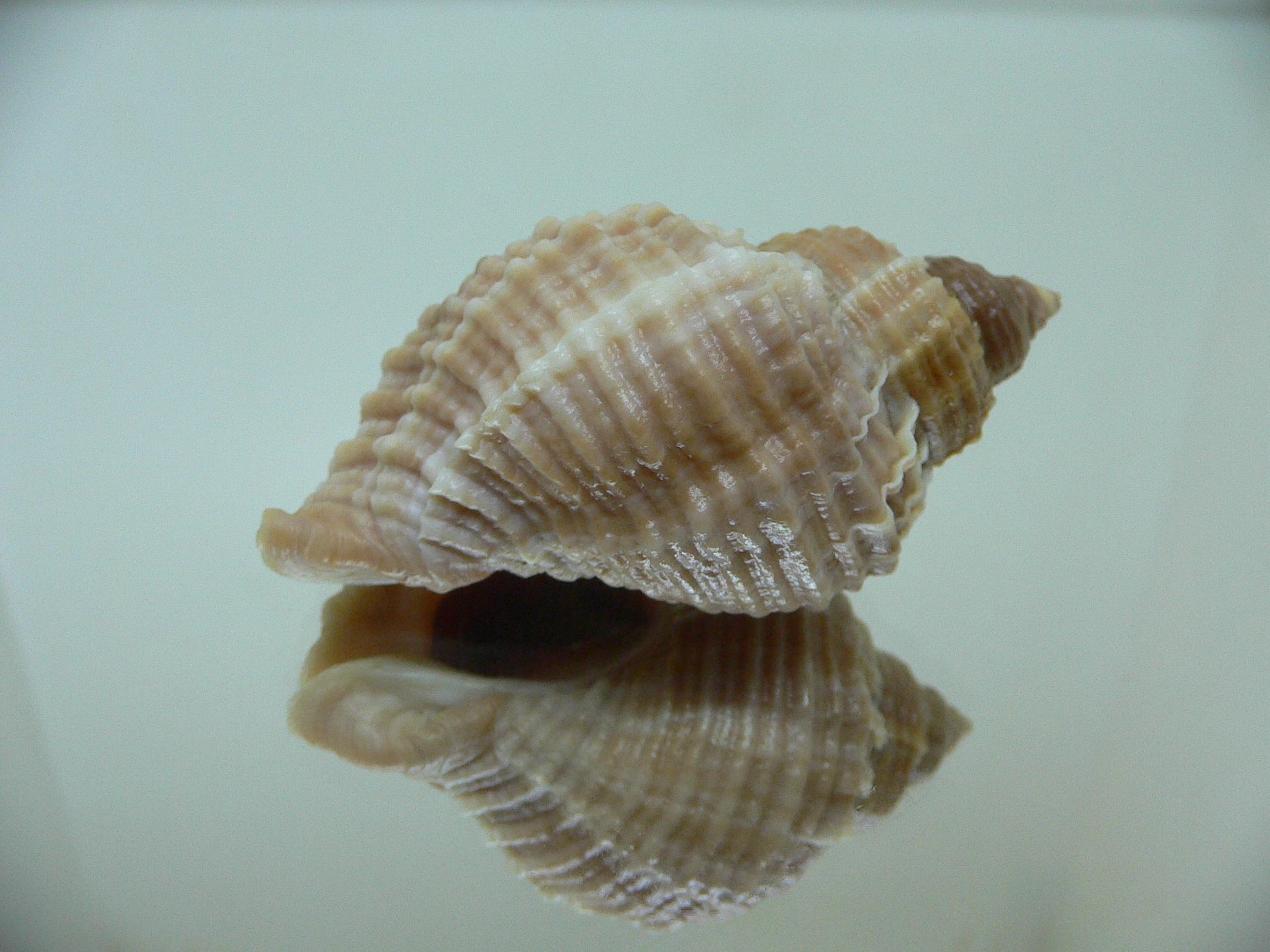 Nucella freycinetii freycinetii TRANCVERSE KEEL