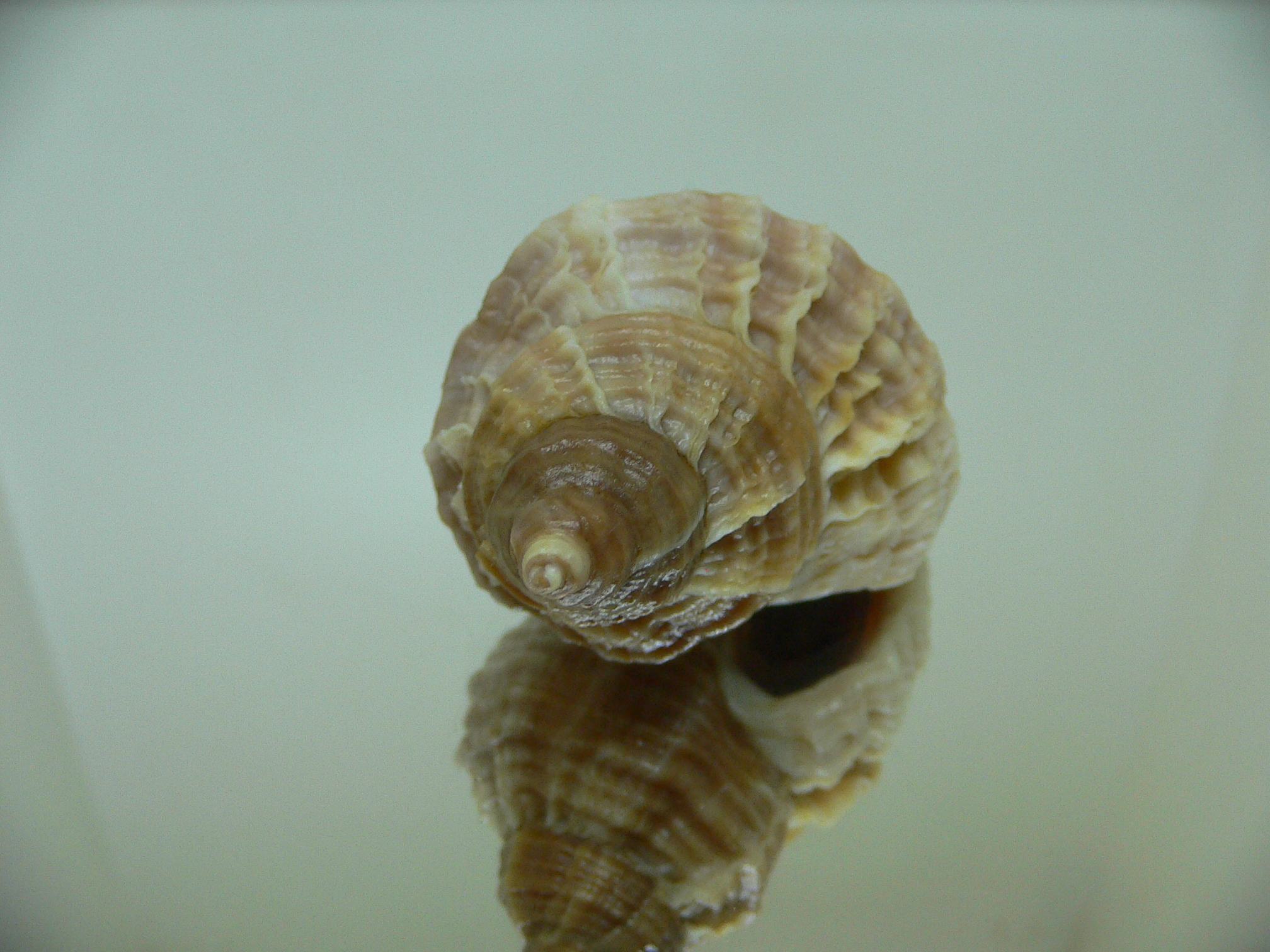 Nucella freycinetii freycinetii TRANCVERSE KEEL