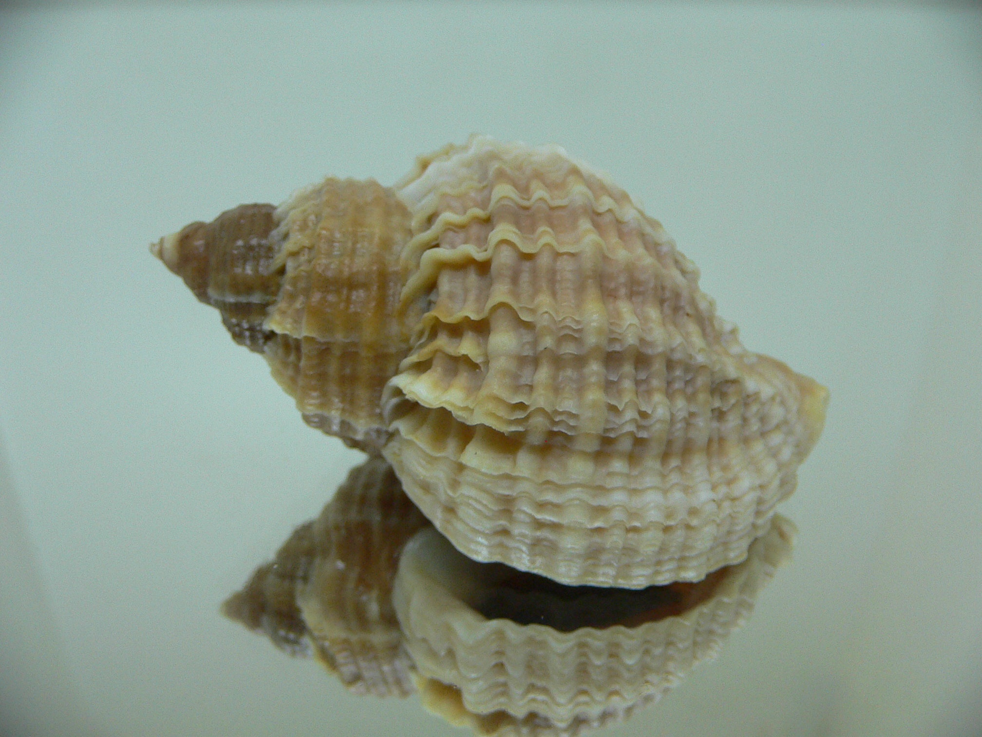 Nucella freycinetii freycinetii TRANCVERSE KEEL