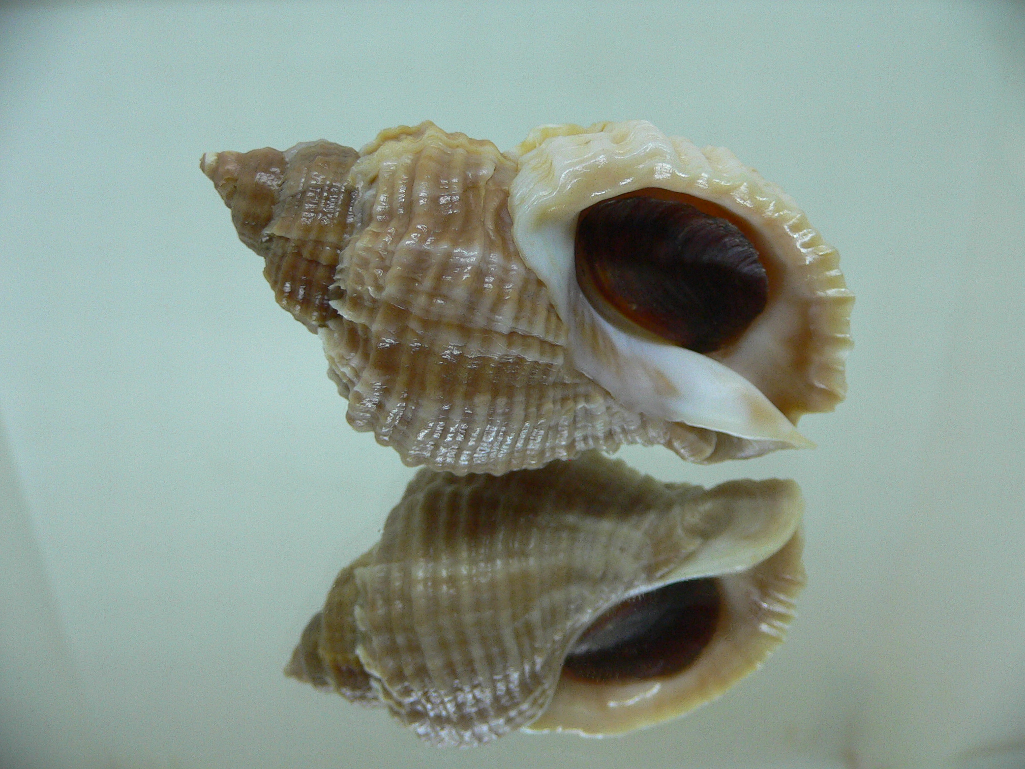 Nucella freycinetii freycinetii TRANCVERSE KEEL