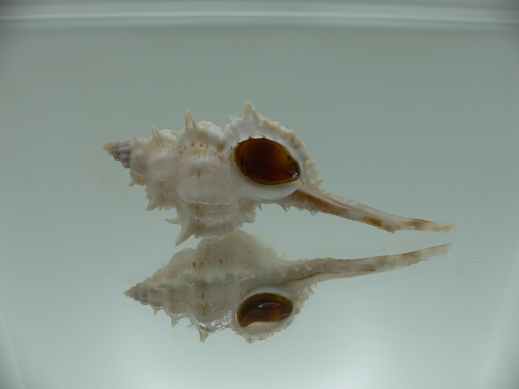 Vokesimurex cf. kiiensis nagaidesu (var.)