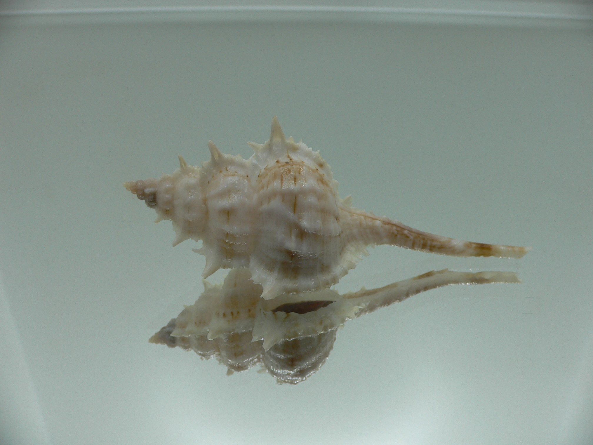 Vokesimurex cf. kiiensis nagaidesu (var.)