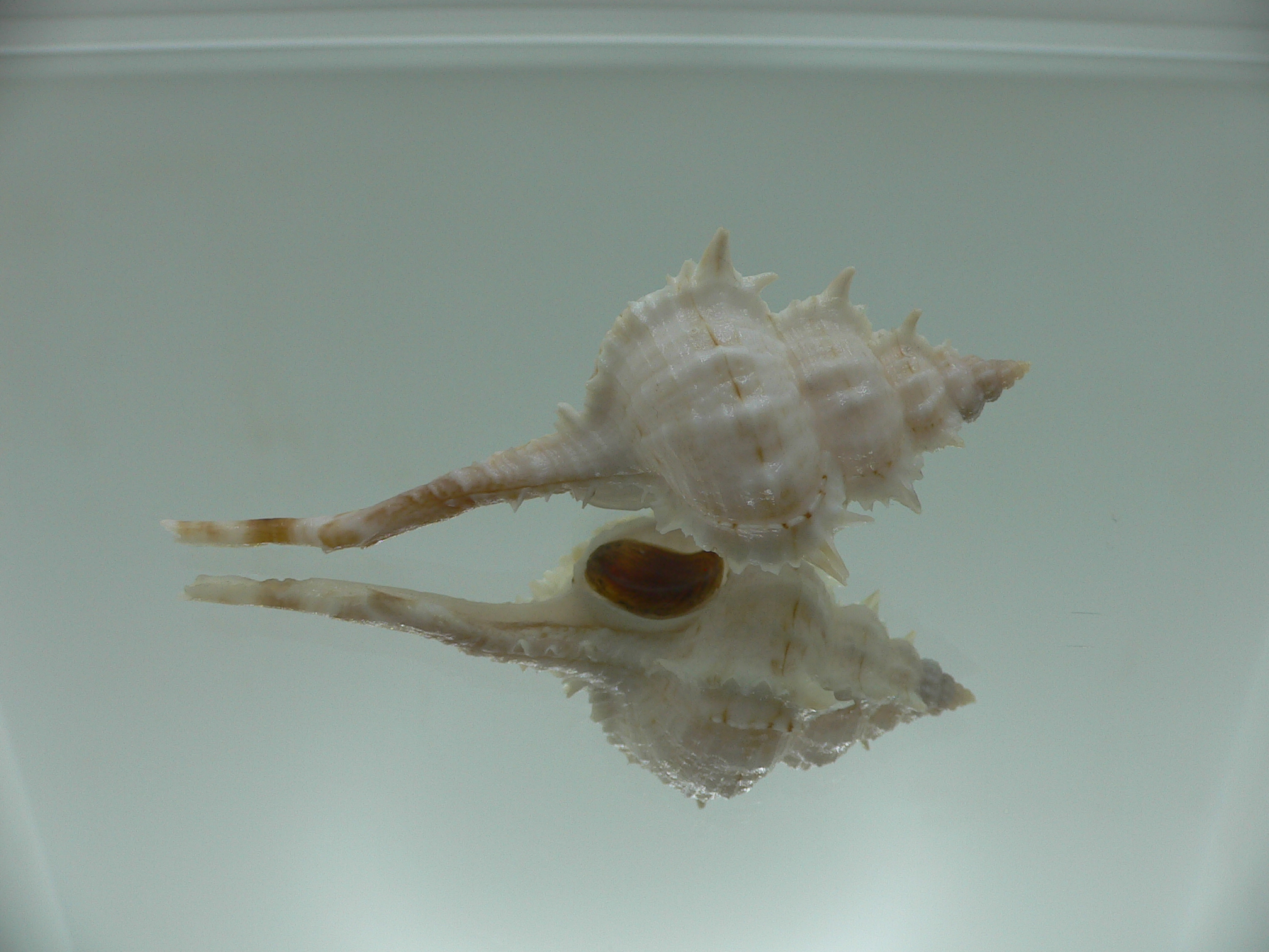 Vokesimurex cf. kiiensis nagaidesu (var.)