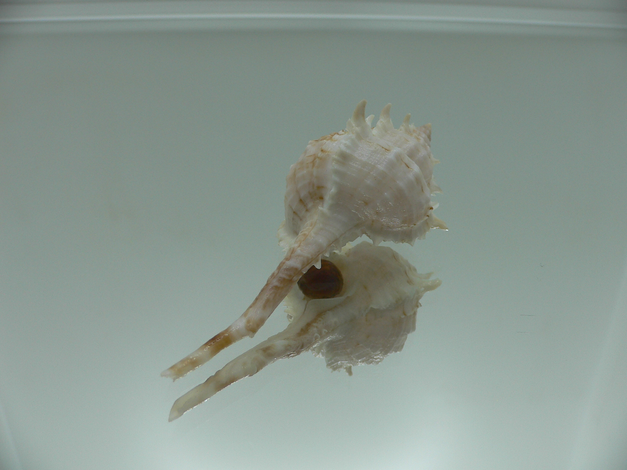 Vokesimurex cf. kiiensis nagaidesu (var.)