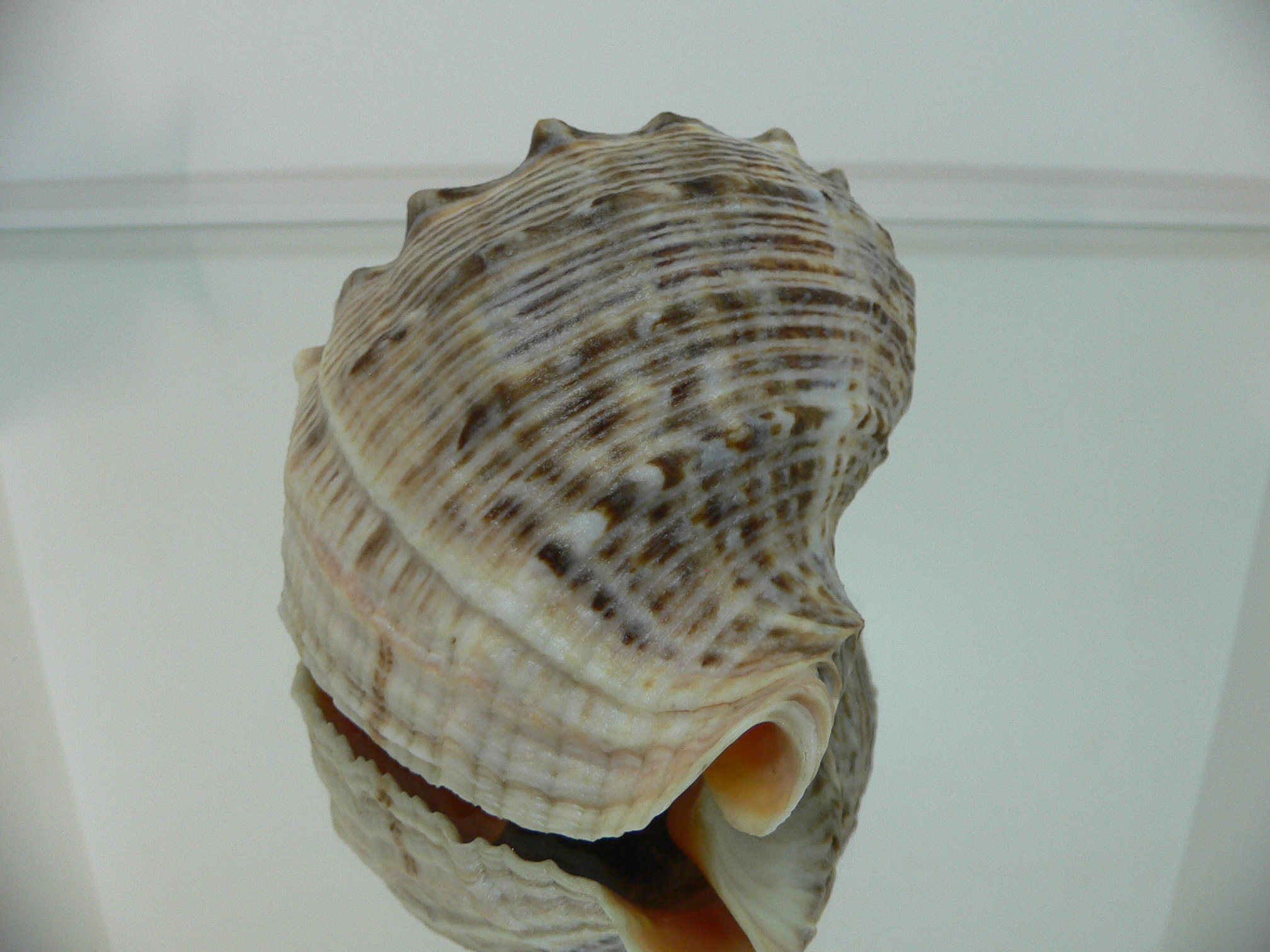Rapana venosa KEELS