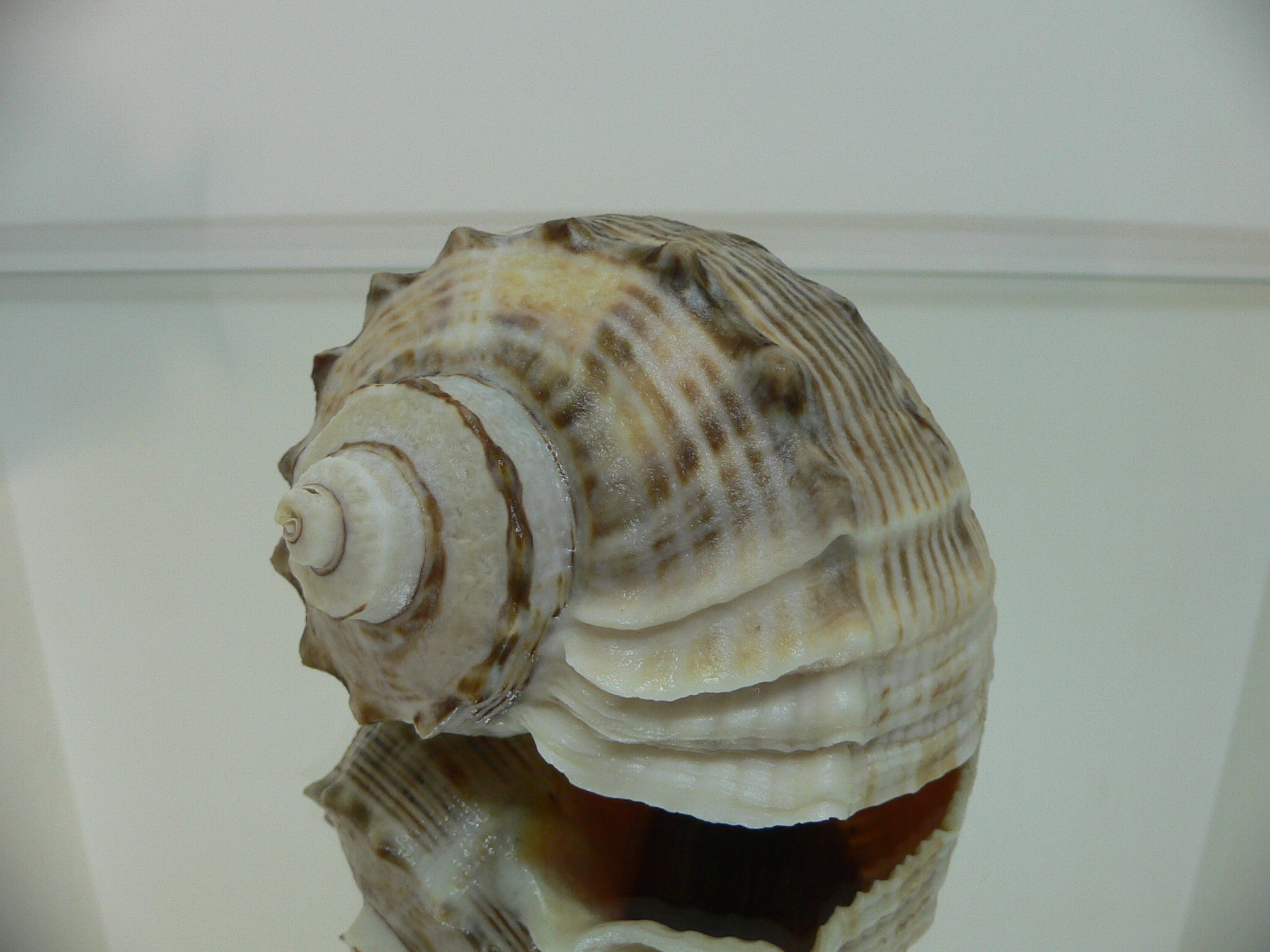 Rapana venosa KEELS
