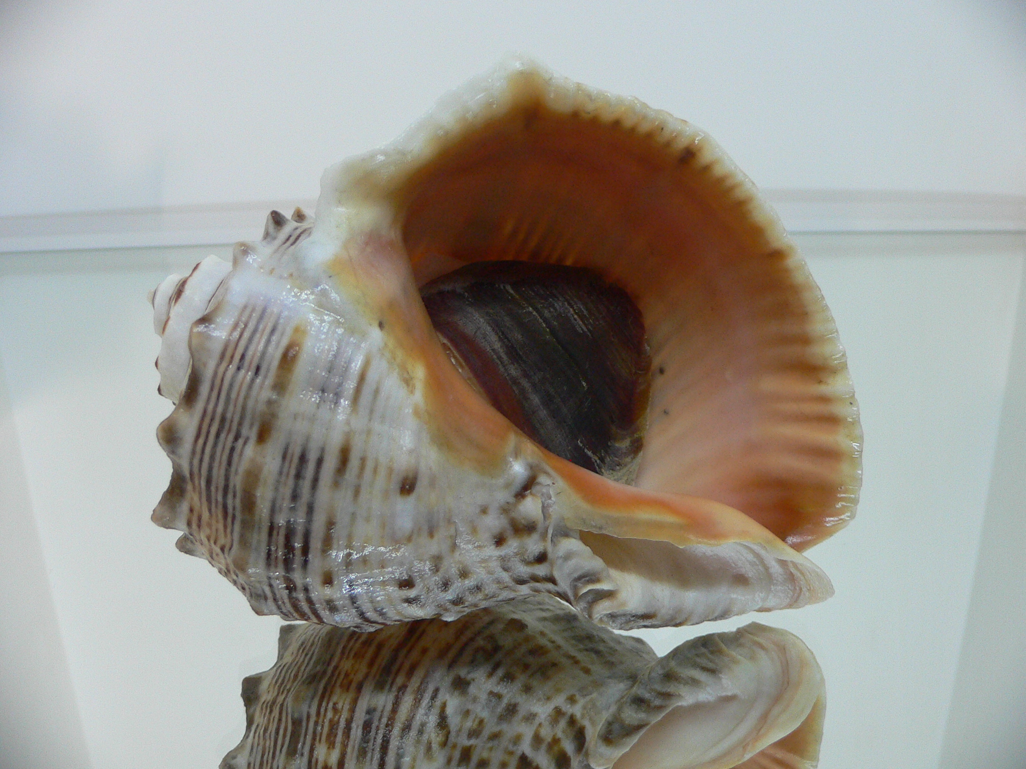 Rapana venosa KEELS