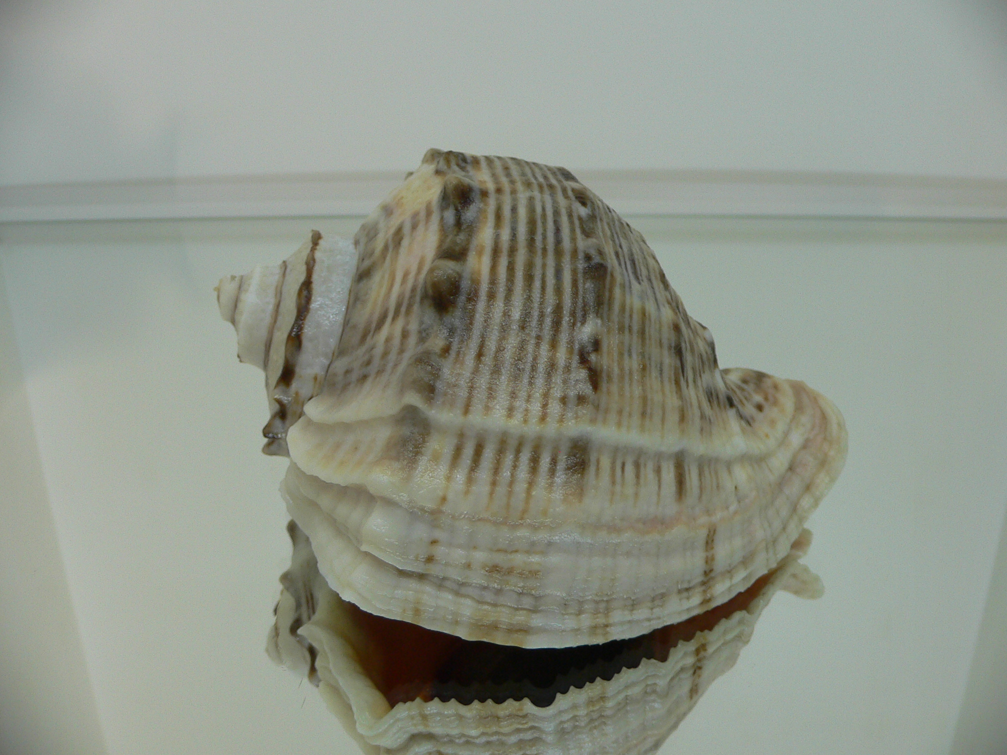 Rapana venosa KEELS