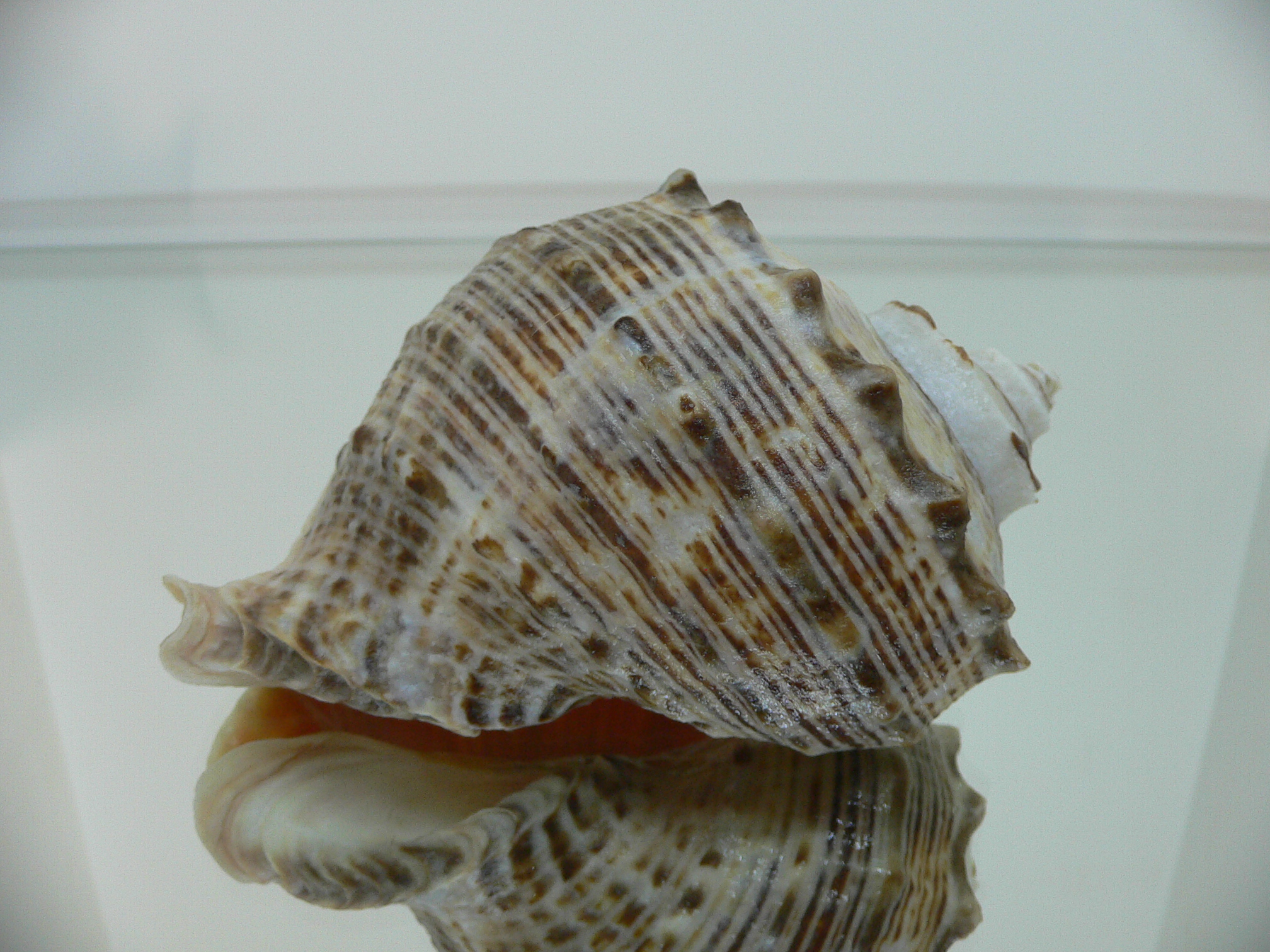 Rapana venosa KEELS
