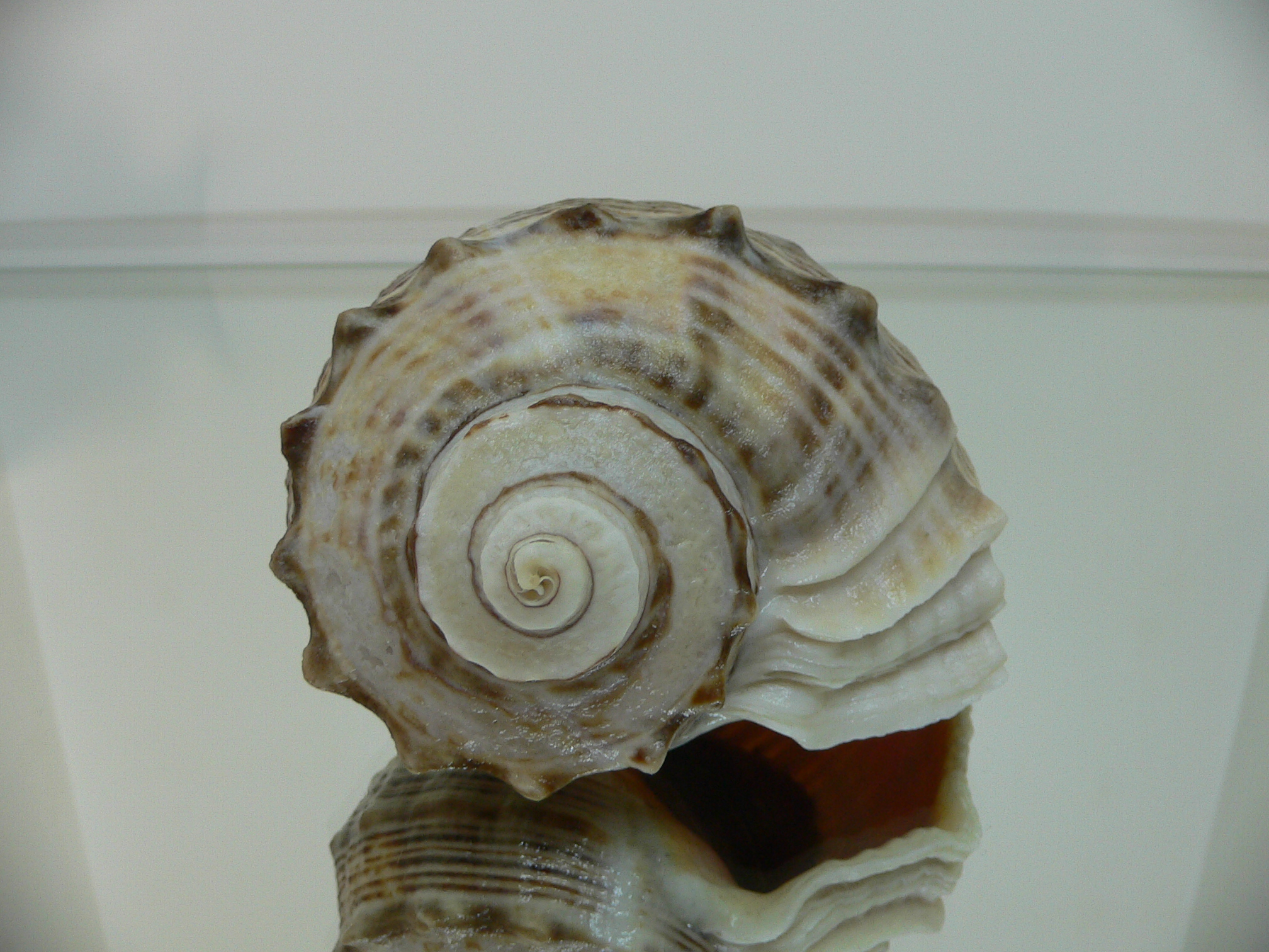 Rapana venosa KEELS