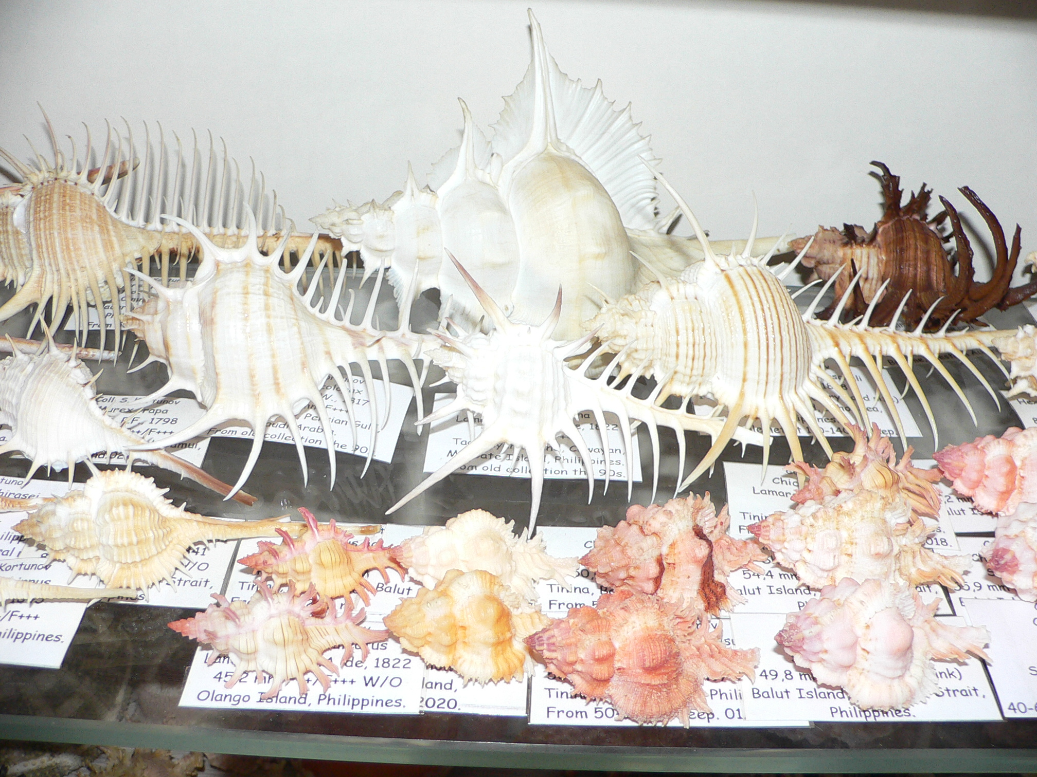 Chicoreus axicornis BROWN & VERY BIG