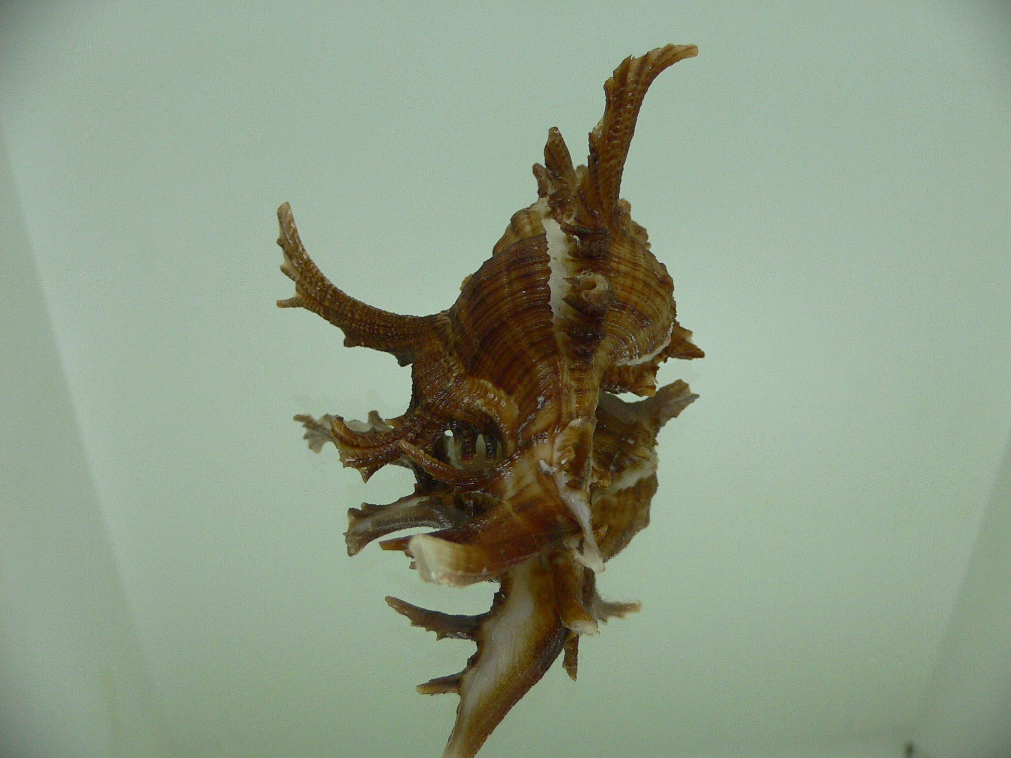 Chicoreus axicornis BROWN & VERY BIG