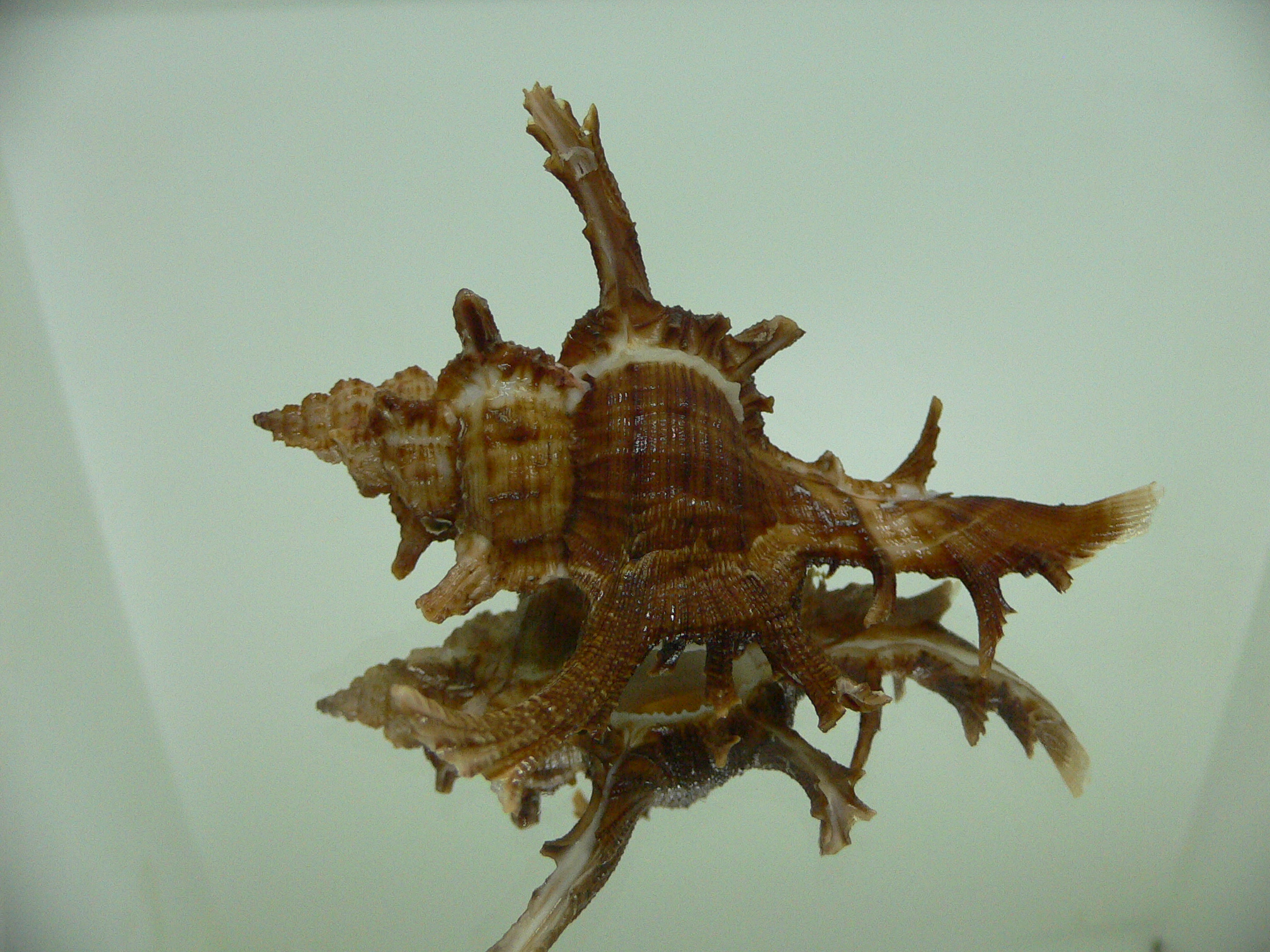 Chicoreus axicornis BROWN & VERY BIG