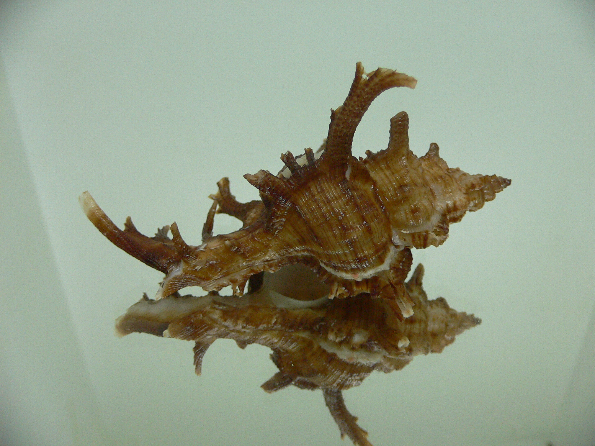 Chicoreus axicornis BROWN & VERY BIG