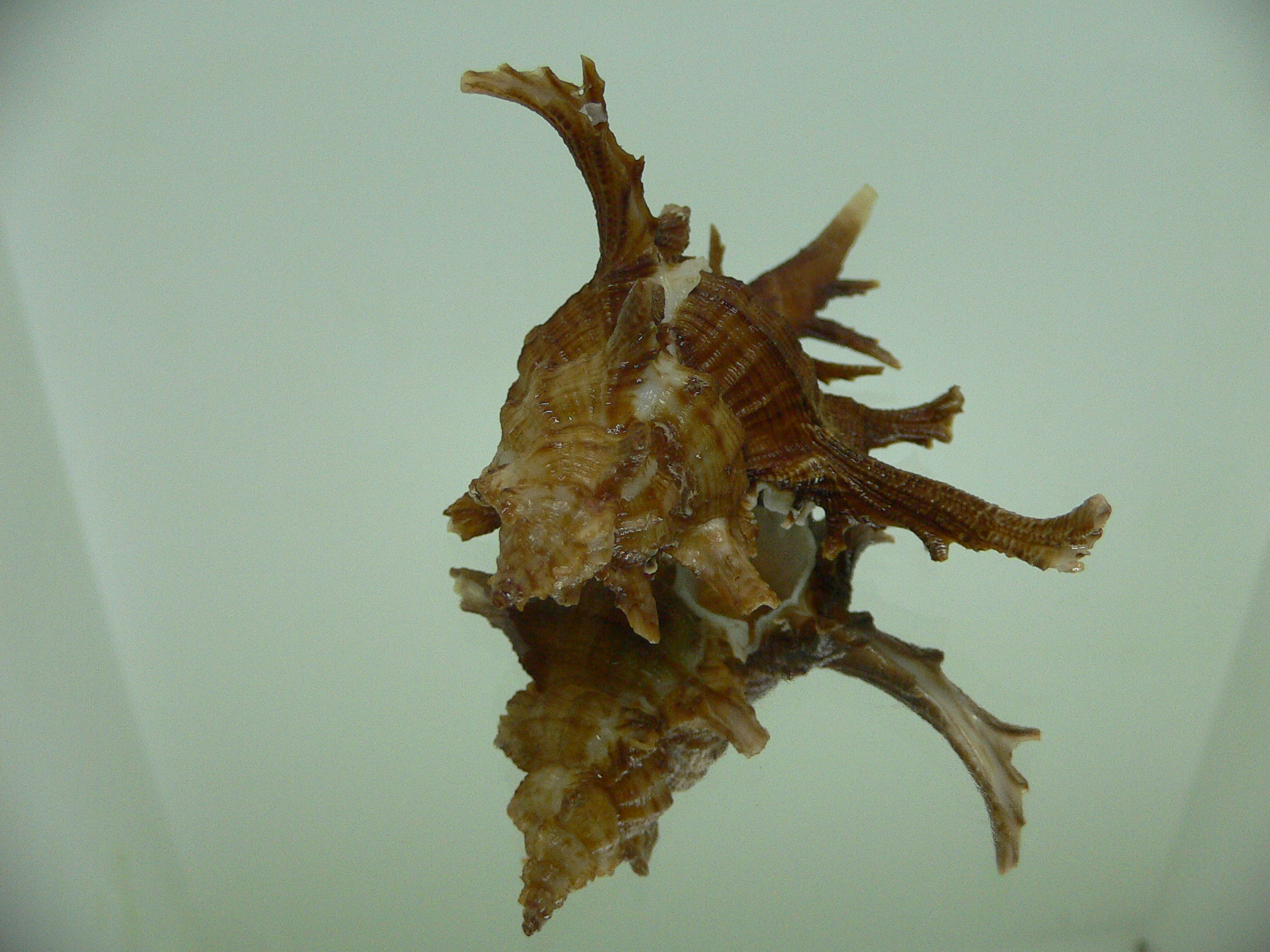 Chicoreus axicornis BROWN & VERY BIG