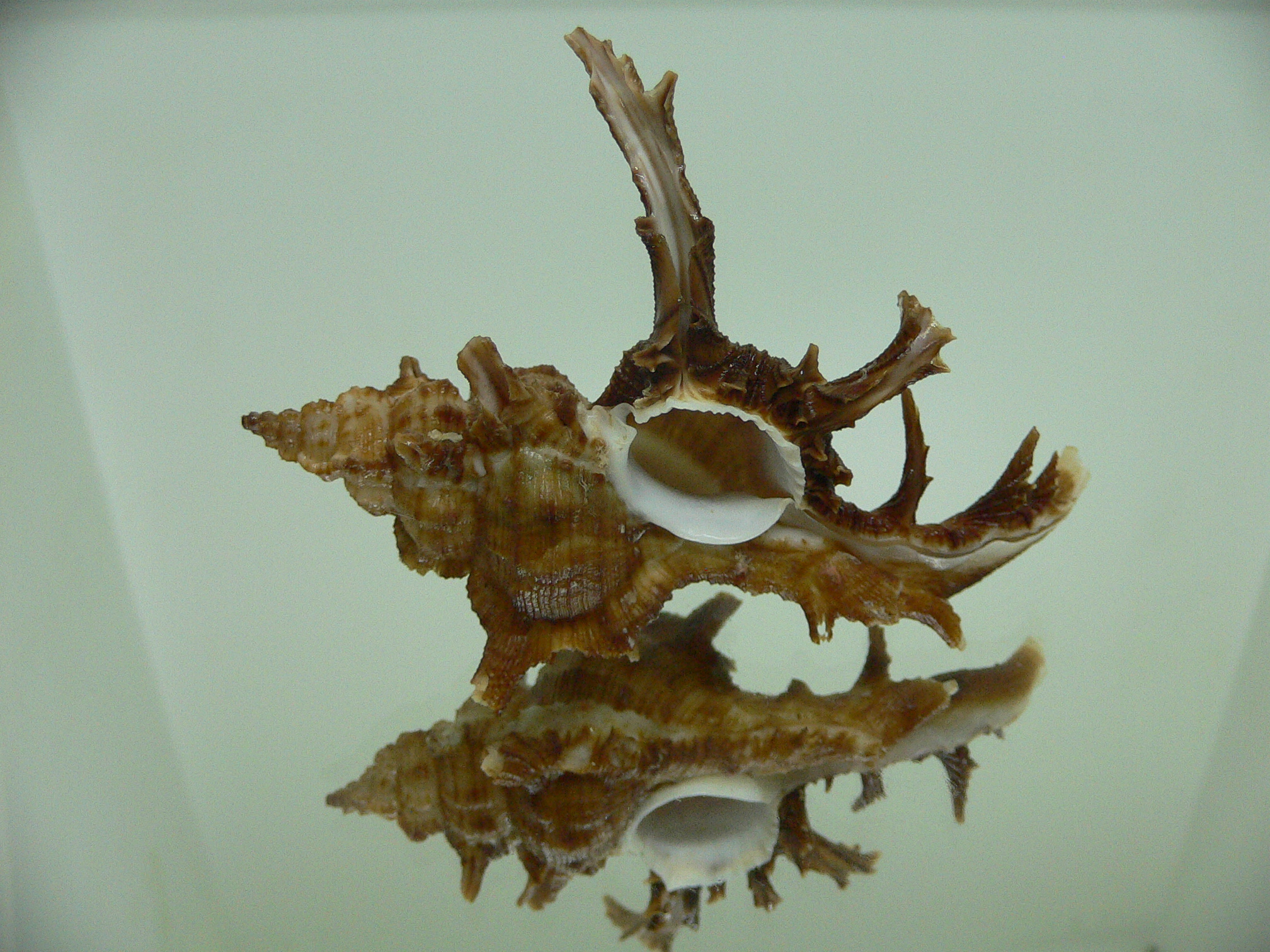 Chicoreus axicornis BROWN & VERY BIG