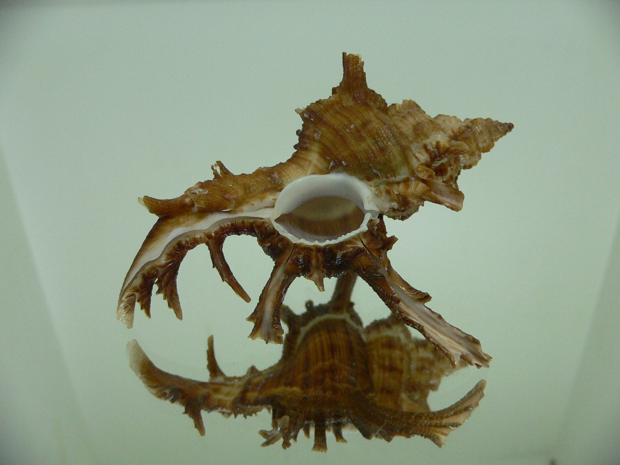 Chicoreus axicornis BROWN & VERY BIG
