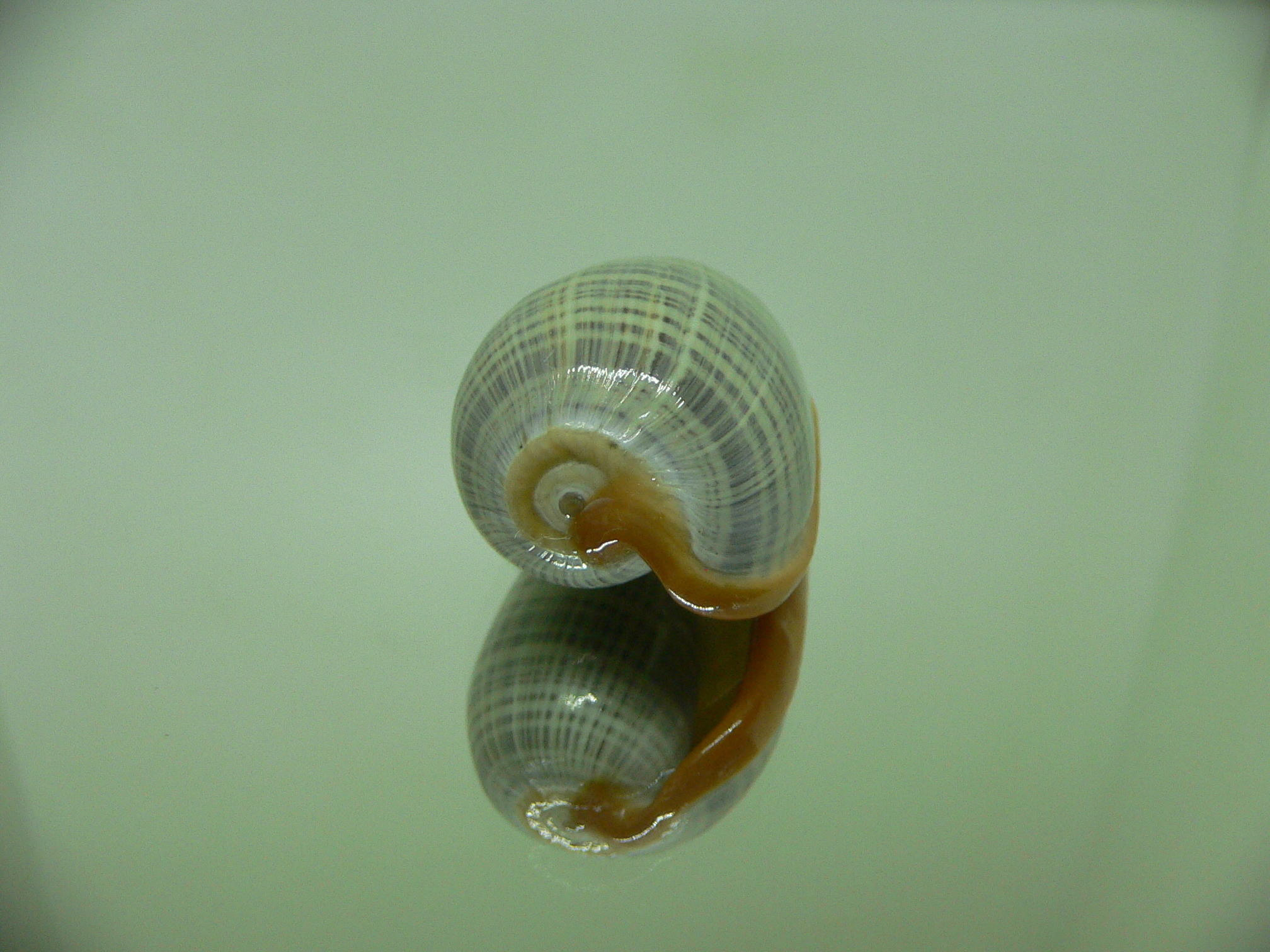 Cryptospira elegans SUPER