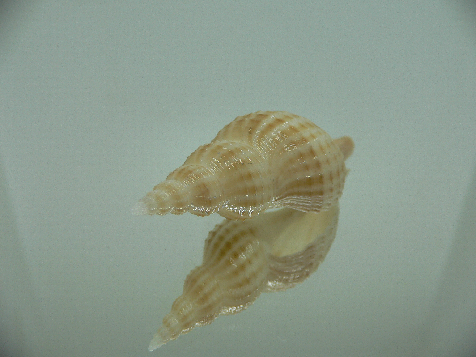 Granulifusus hayashii QUALITY