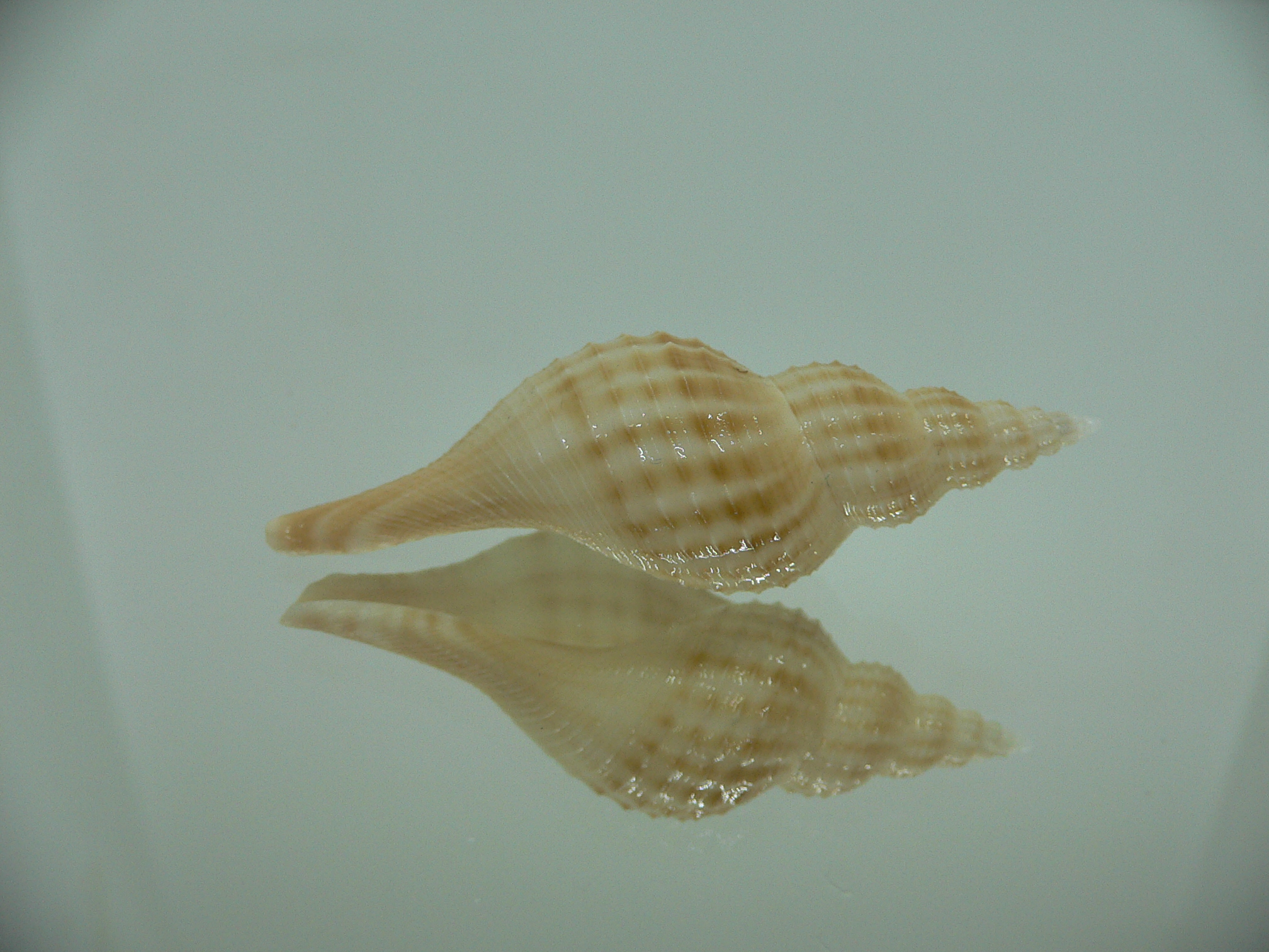 Granulifusus hayashii QUALITY