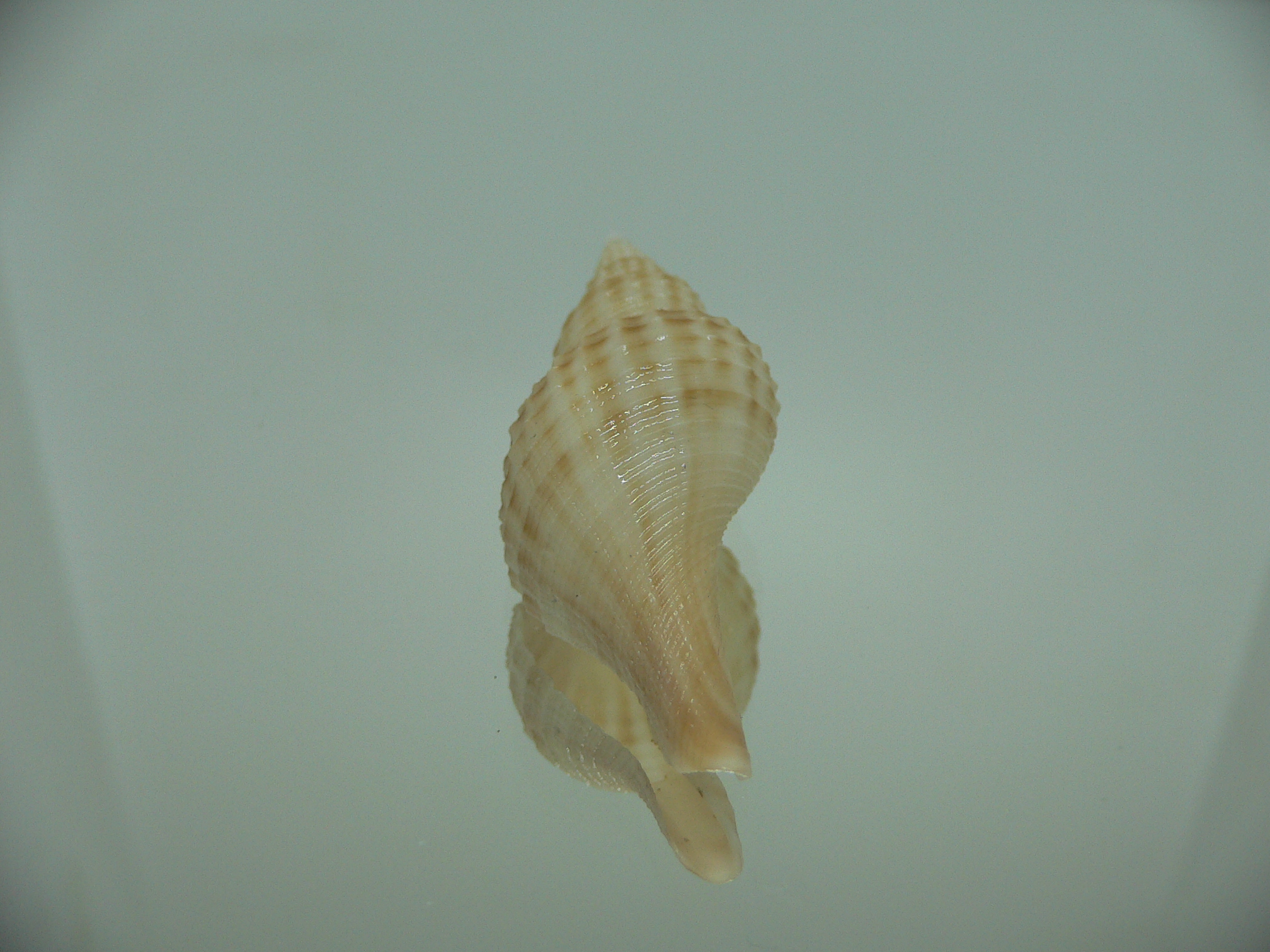 Granulifusus hayashii QUALITY