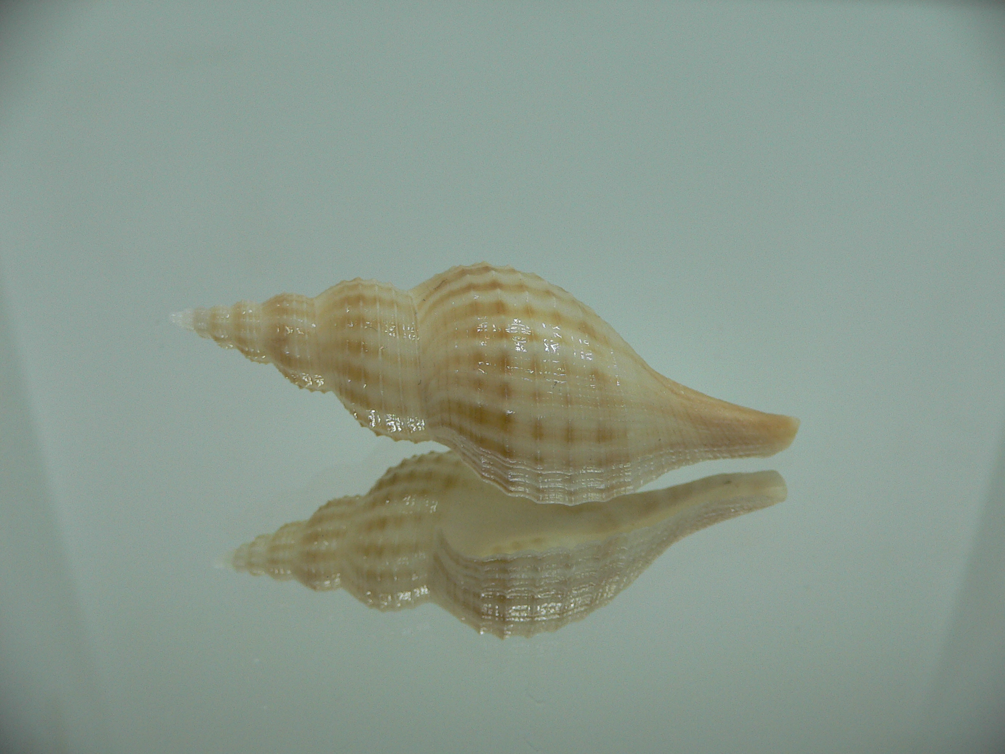 Granulifusus hayashii QUALITY