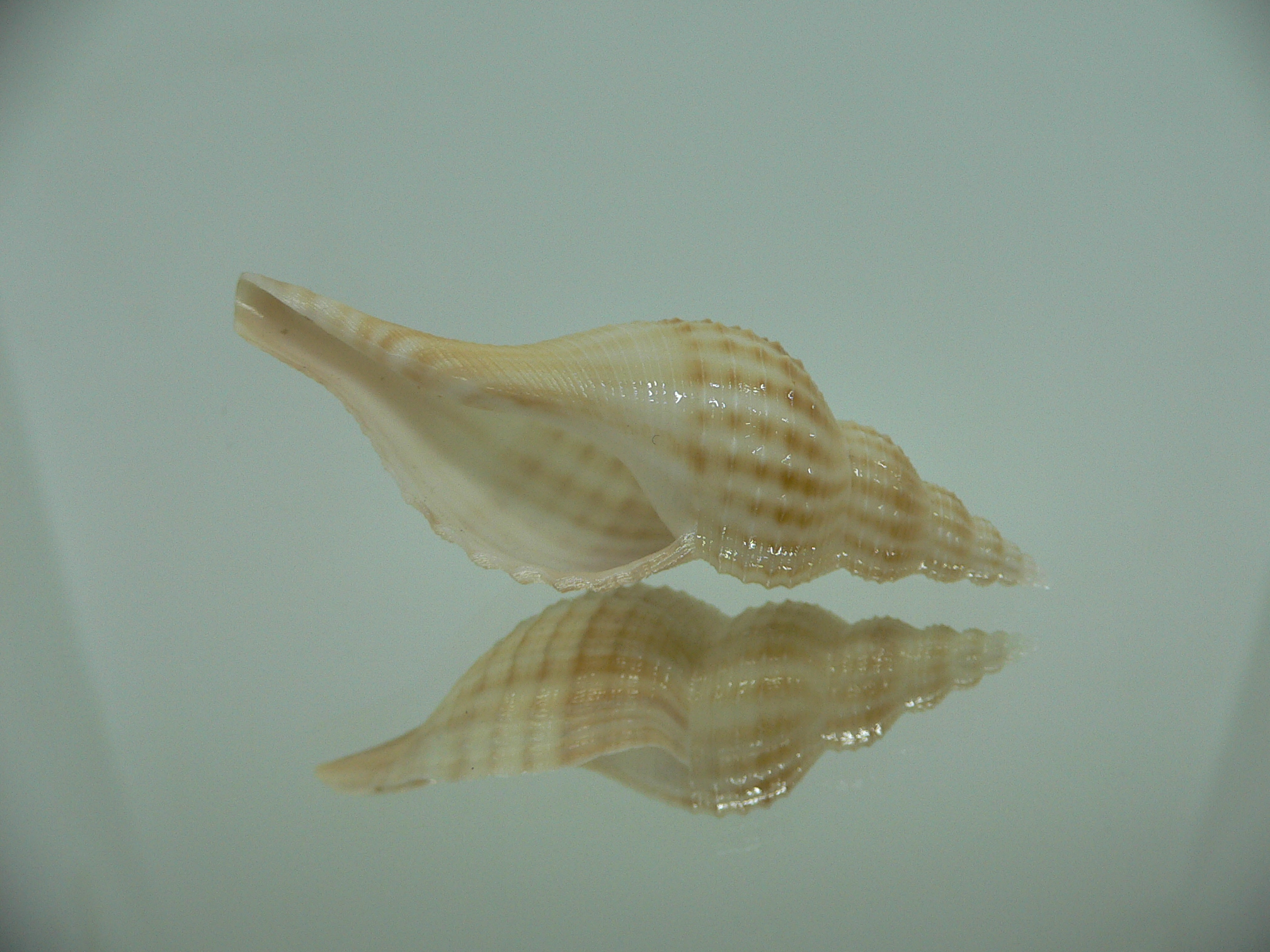 Granulifusus hayashii QUALITY