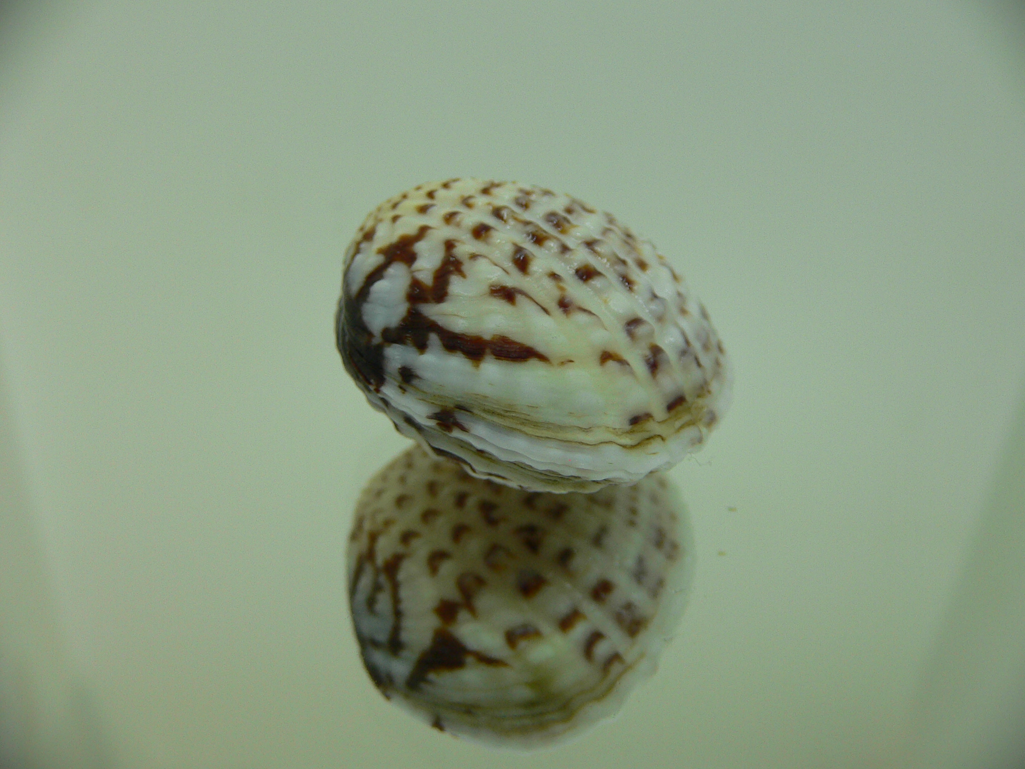 Gafrarium pectinatum GLOBOSE