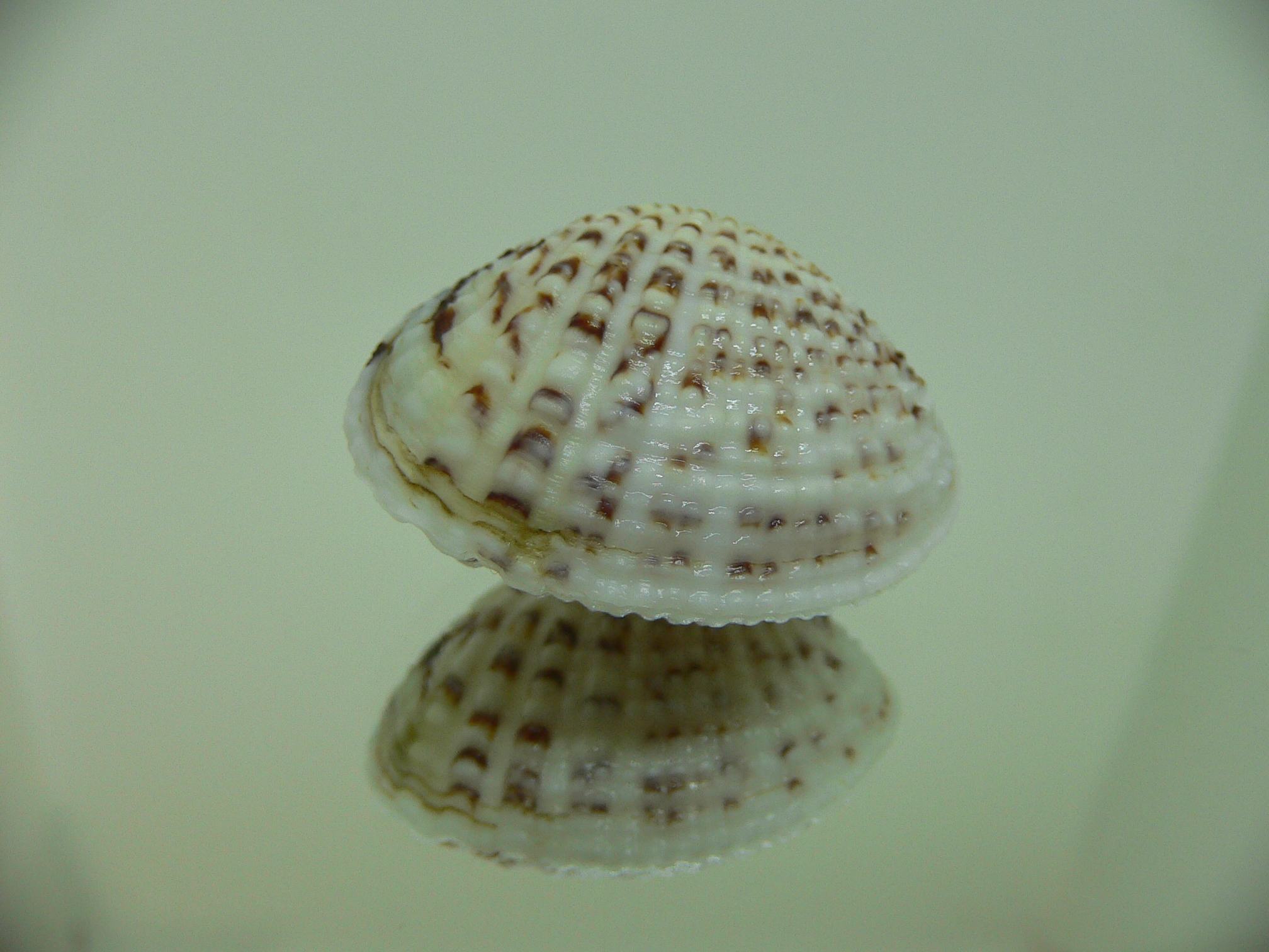 Gafrarium pectinatum GLOBOSE
