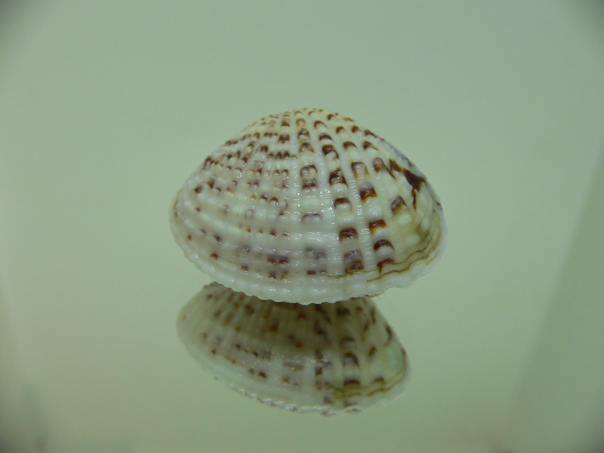 Gafrarium pectinatum GLOBOSE