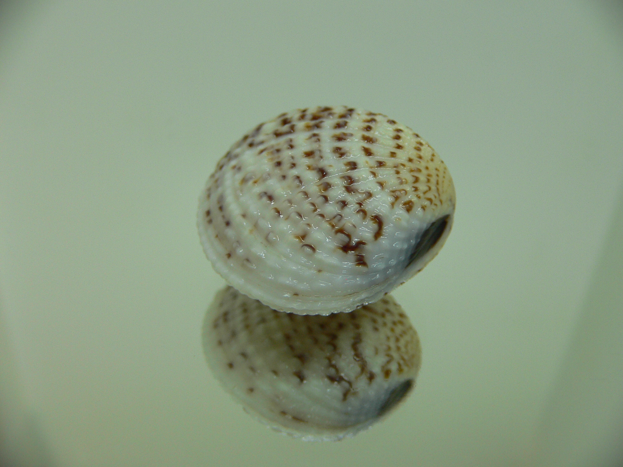 Gafrarium pectinatum GLOBOSE
