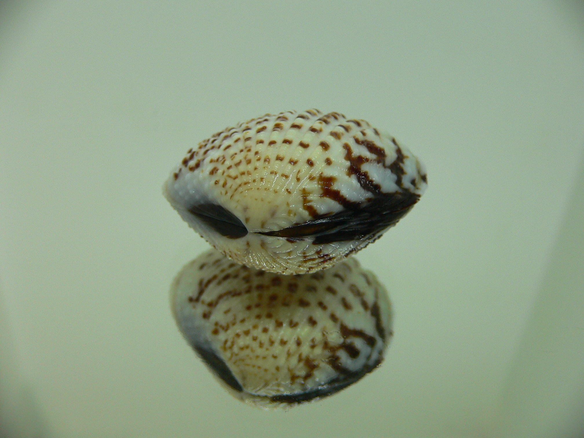Gafrarium pectinatum GLOBOSE