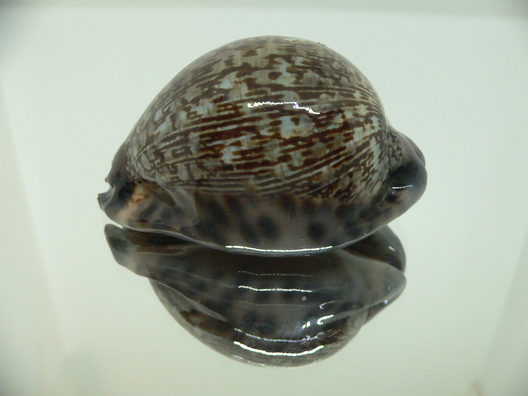 Cypraea gibba vandammei BIG, WIDE & COLOR BASE
